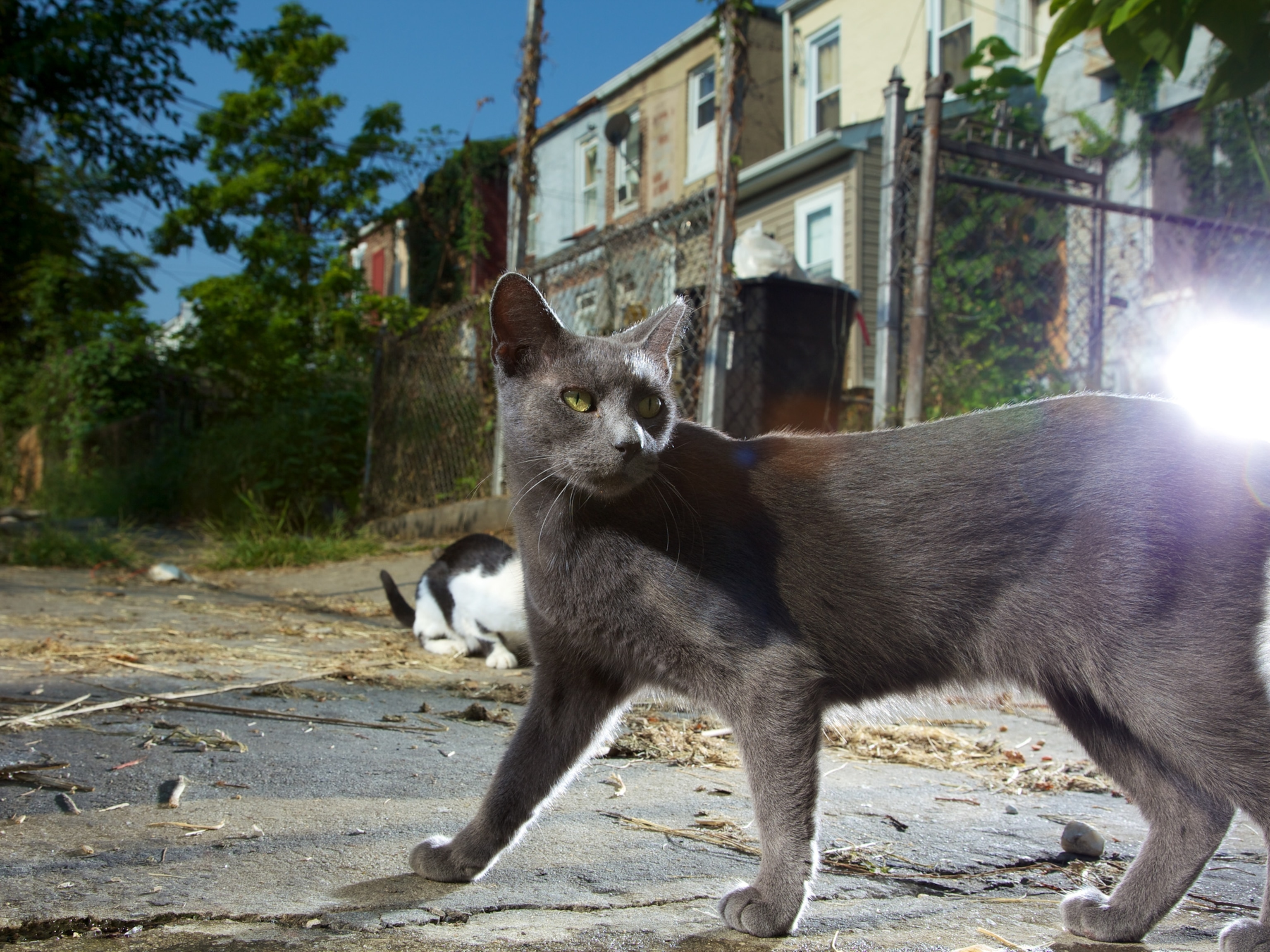 Feral cats roam the streets of Baltimore.
