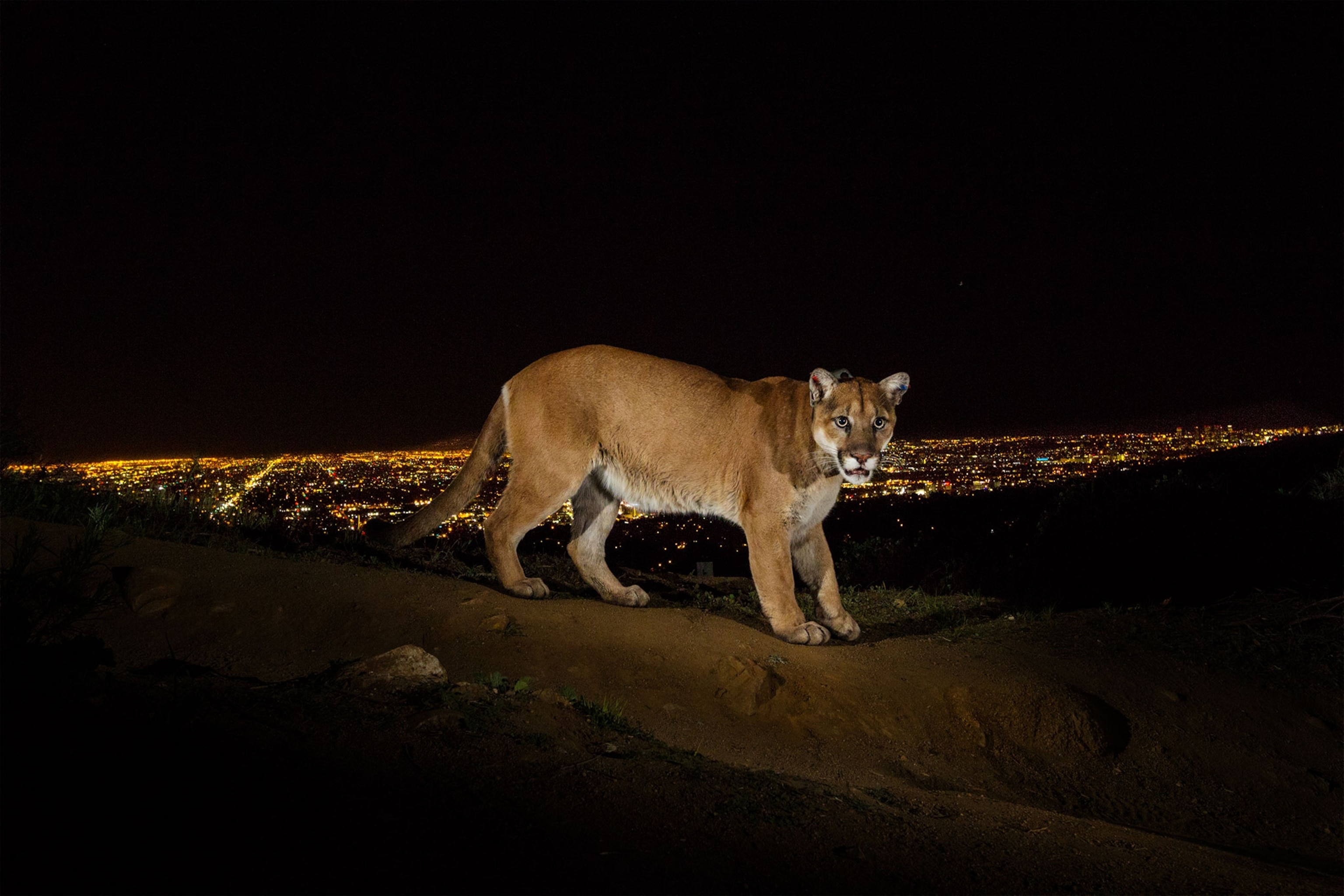 a cougar near Los Angeles
