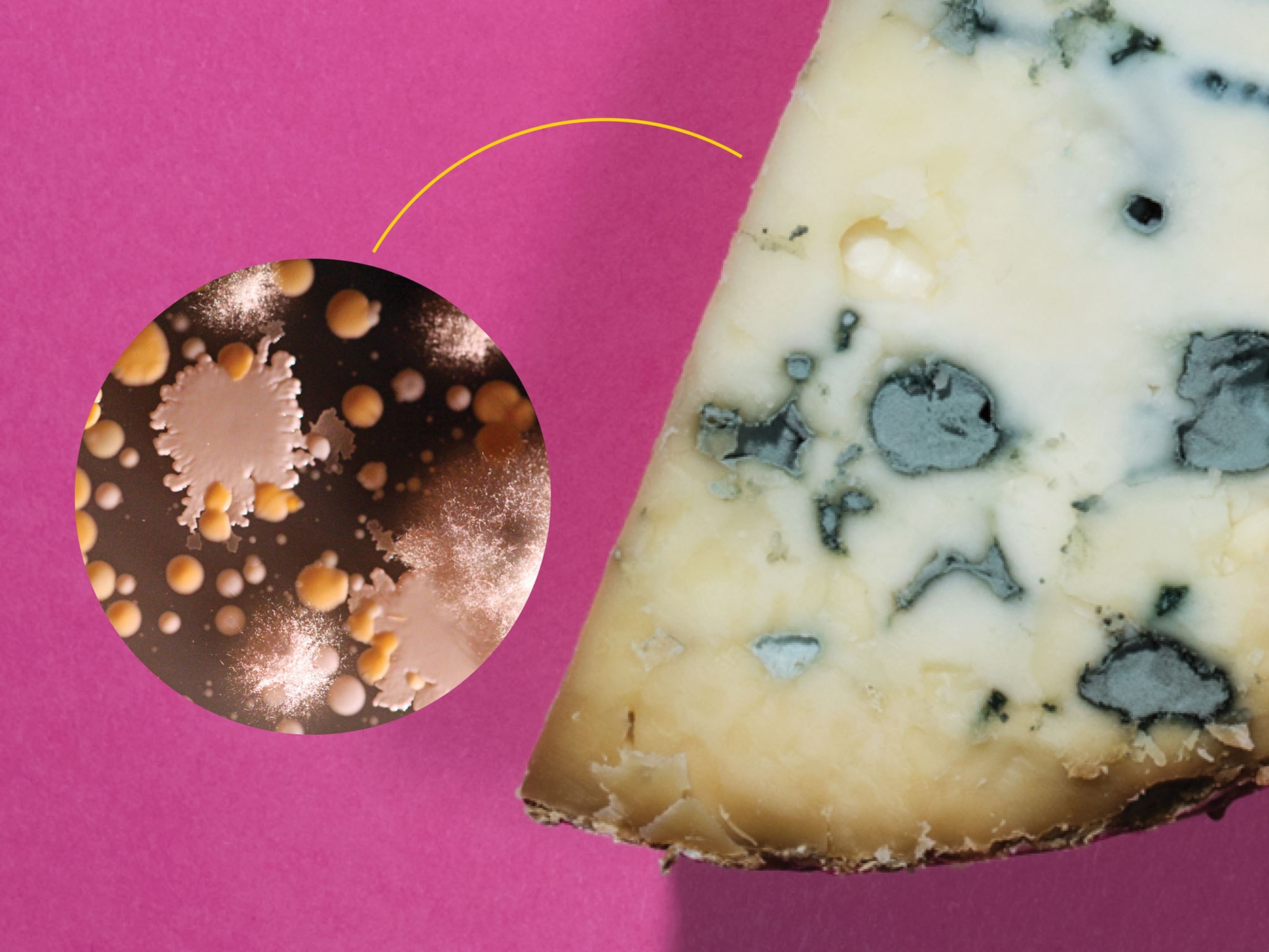 This Scientist Is Unlocking the Mysteries of Cheese