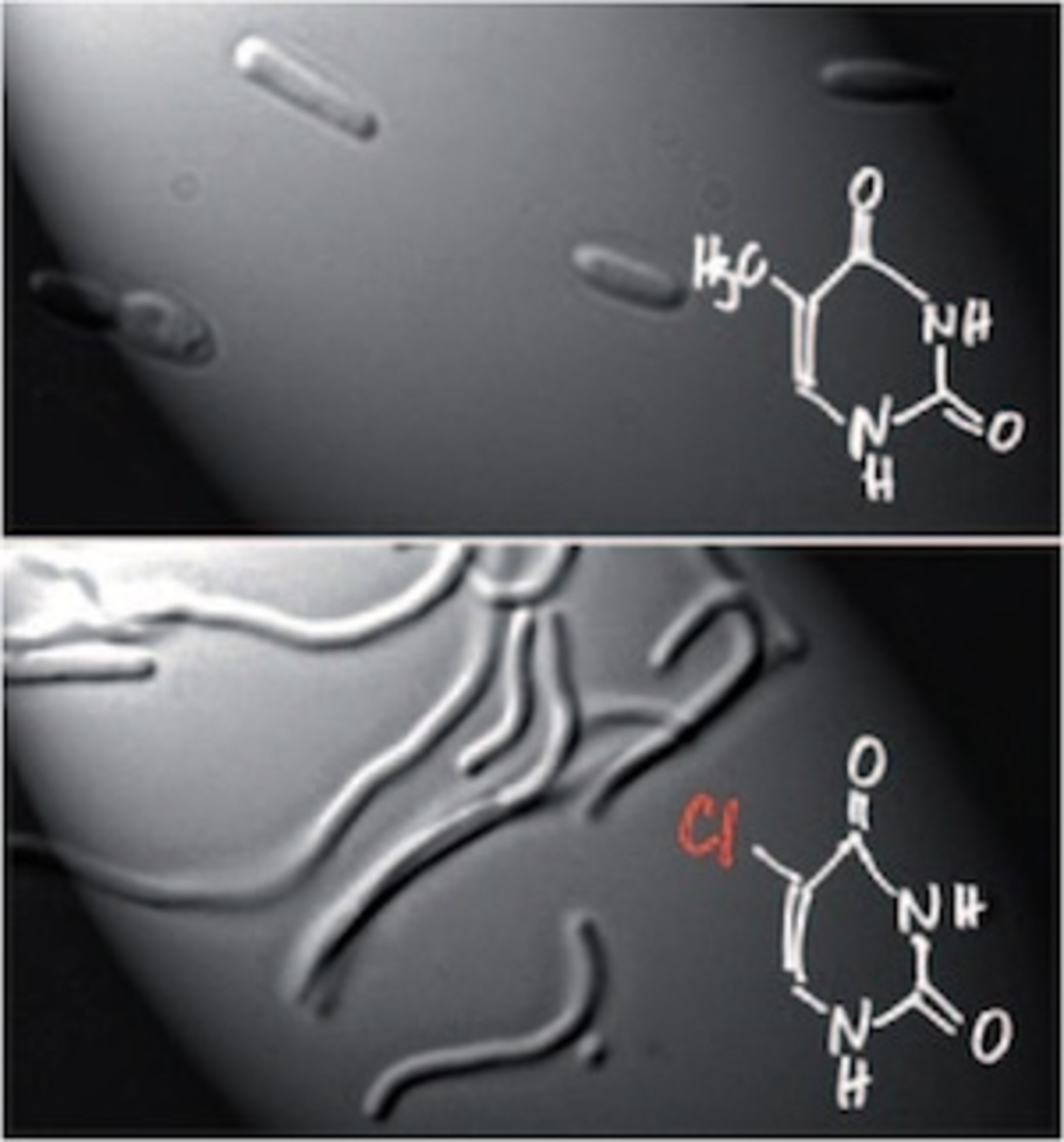 Did They Fake It? The Arsenic Life Microbe Study Controversy Resolved - wsmm8ff