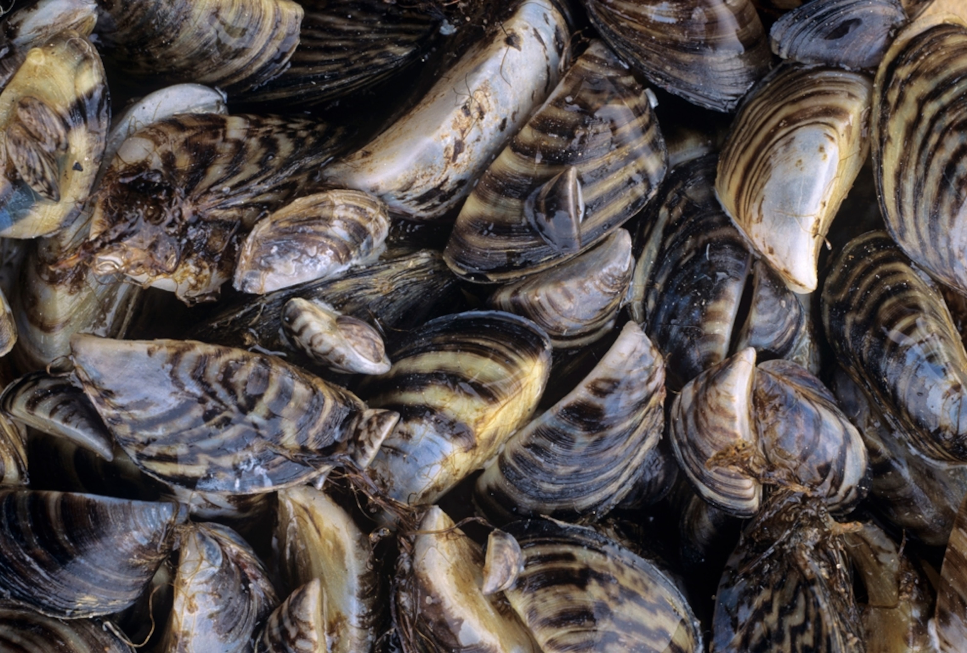 Zebra mussels picture - zebra mussel shells from Lake Erie