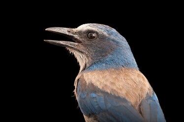 a florida scrub jay