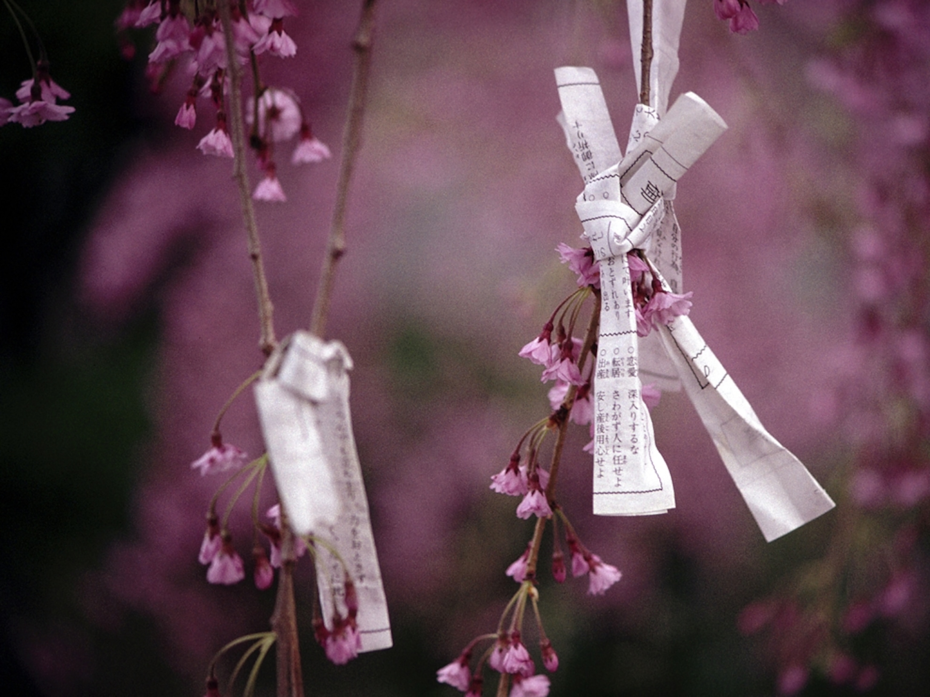 fortune papers tied onto cherry tree branches