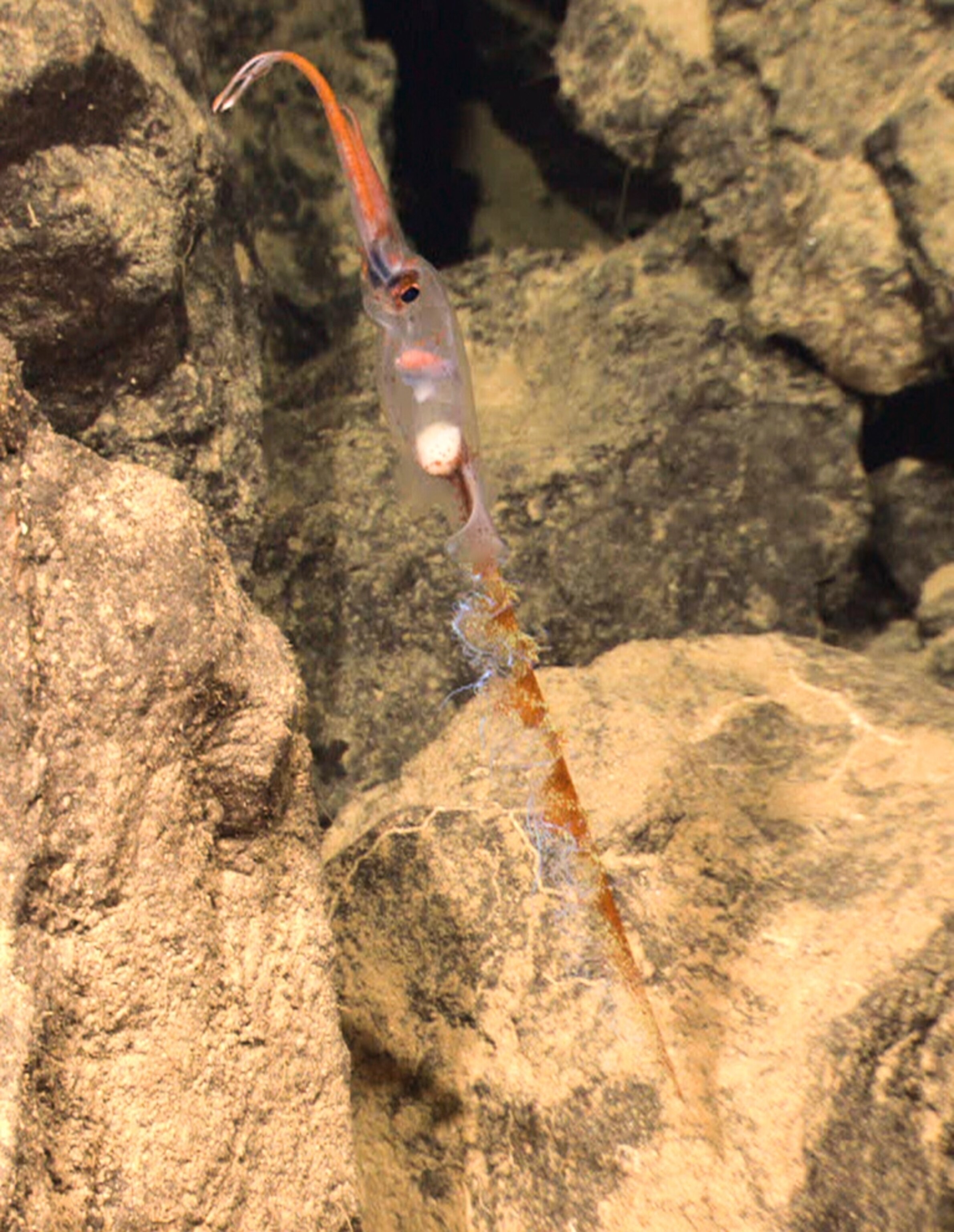 Picture of a deep-sea squid near the giant Kawio Barat undersea volcano.