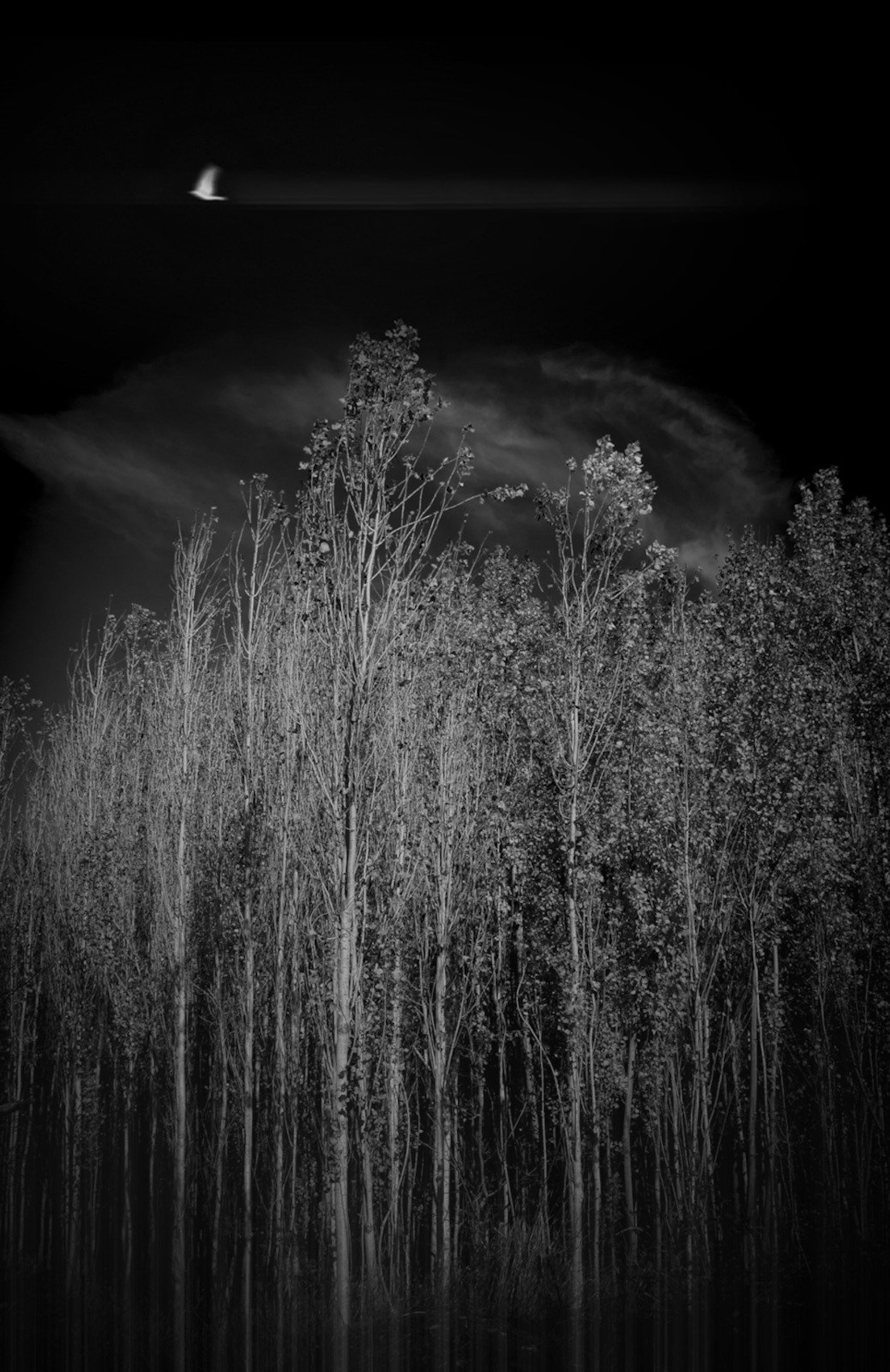 bare trees at night with bird flying