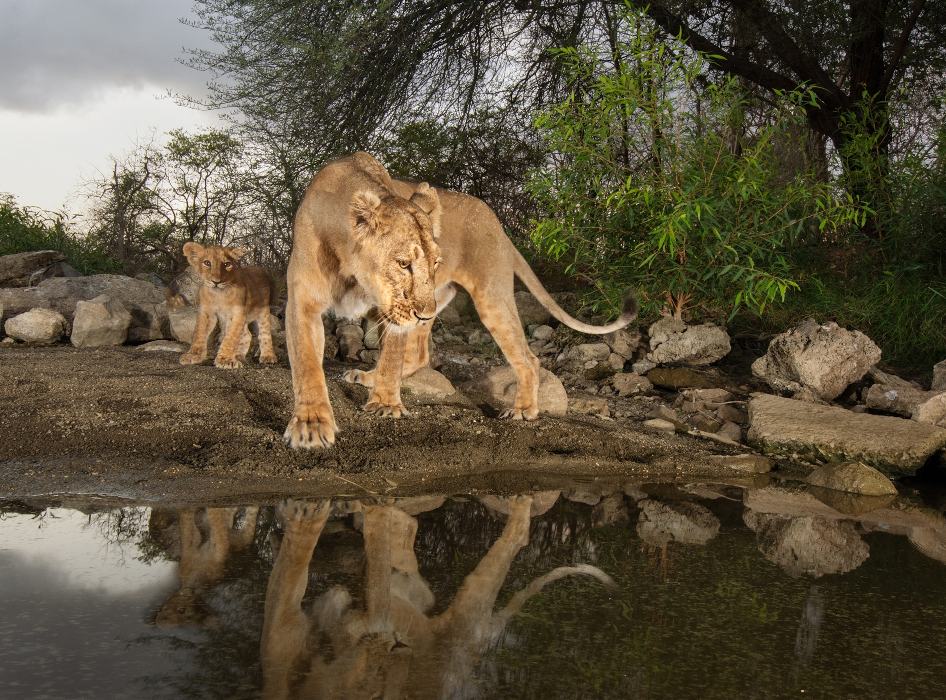 A female lion looks at water with a cub behind her.