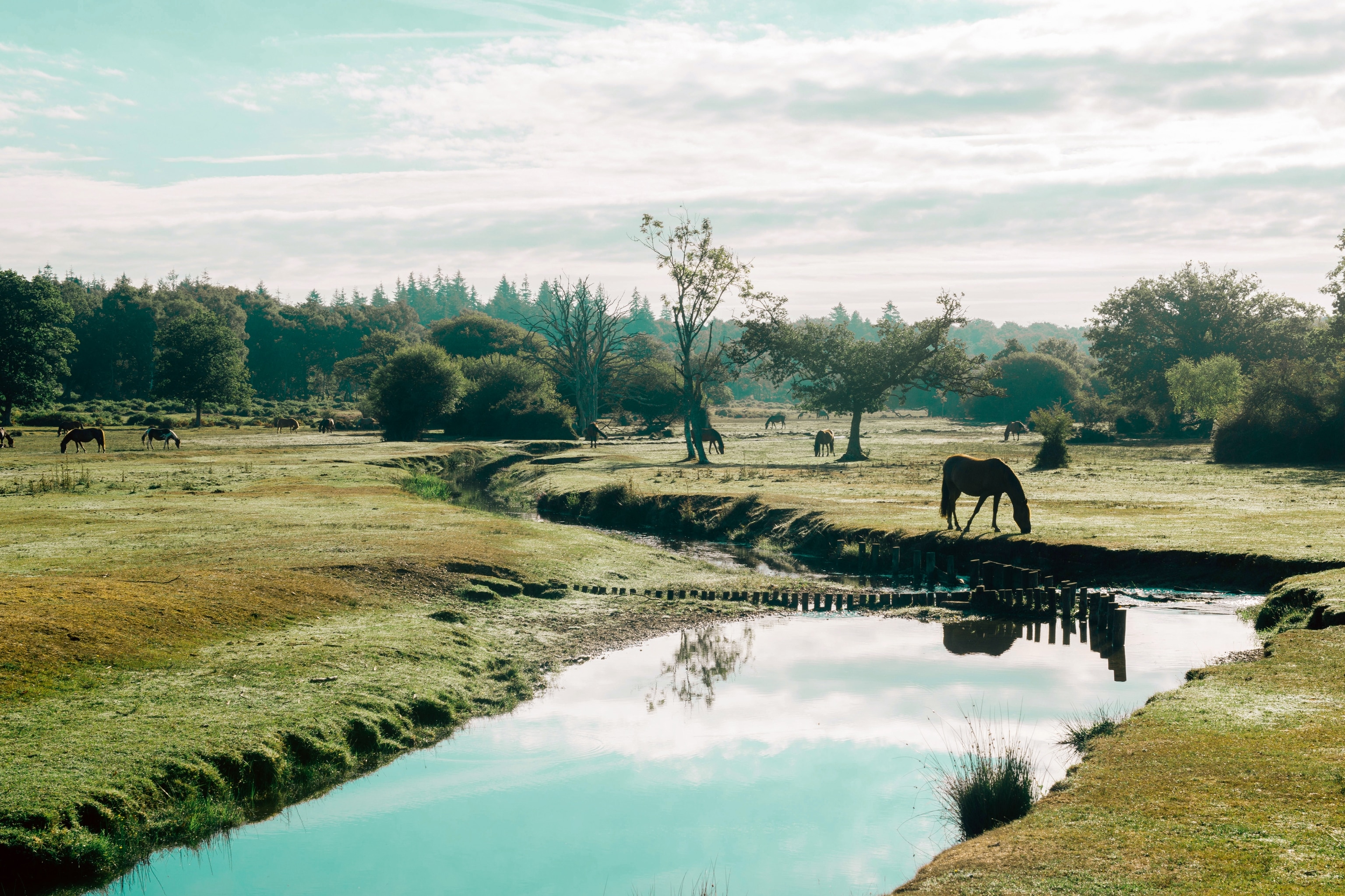national park with horses