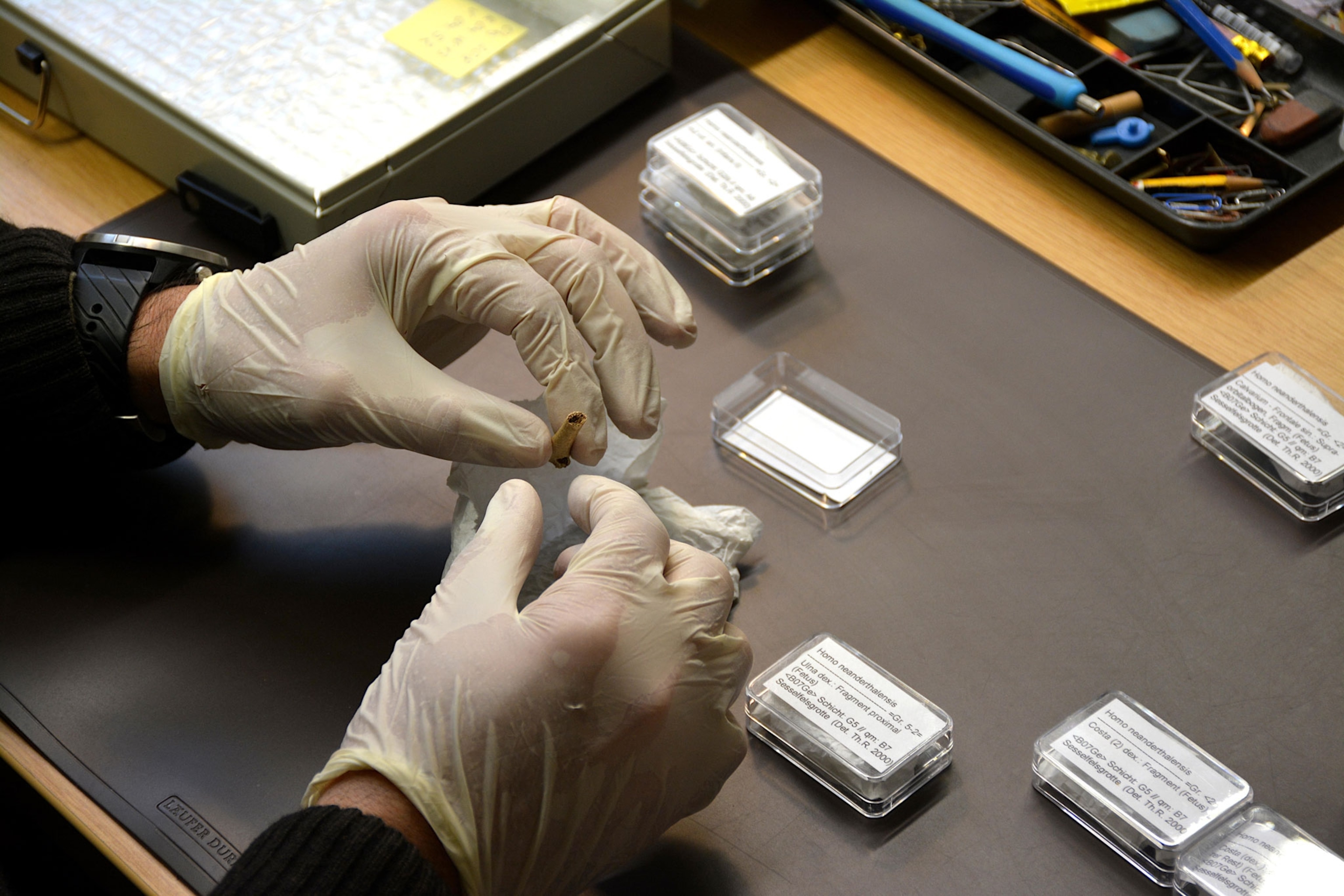 Gloved hands holding a tiny bone over a desk