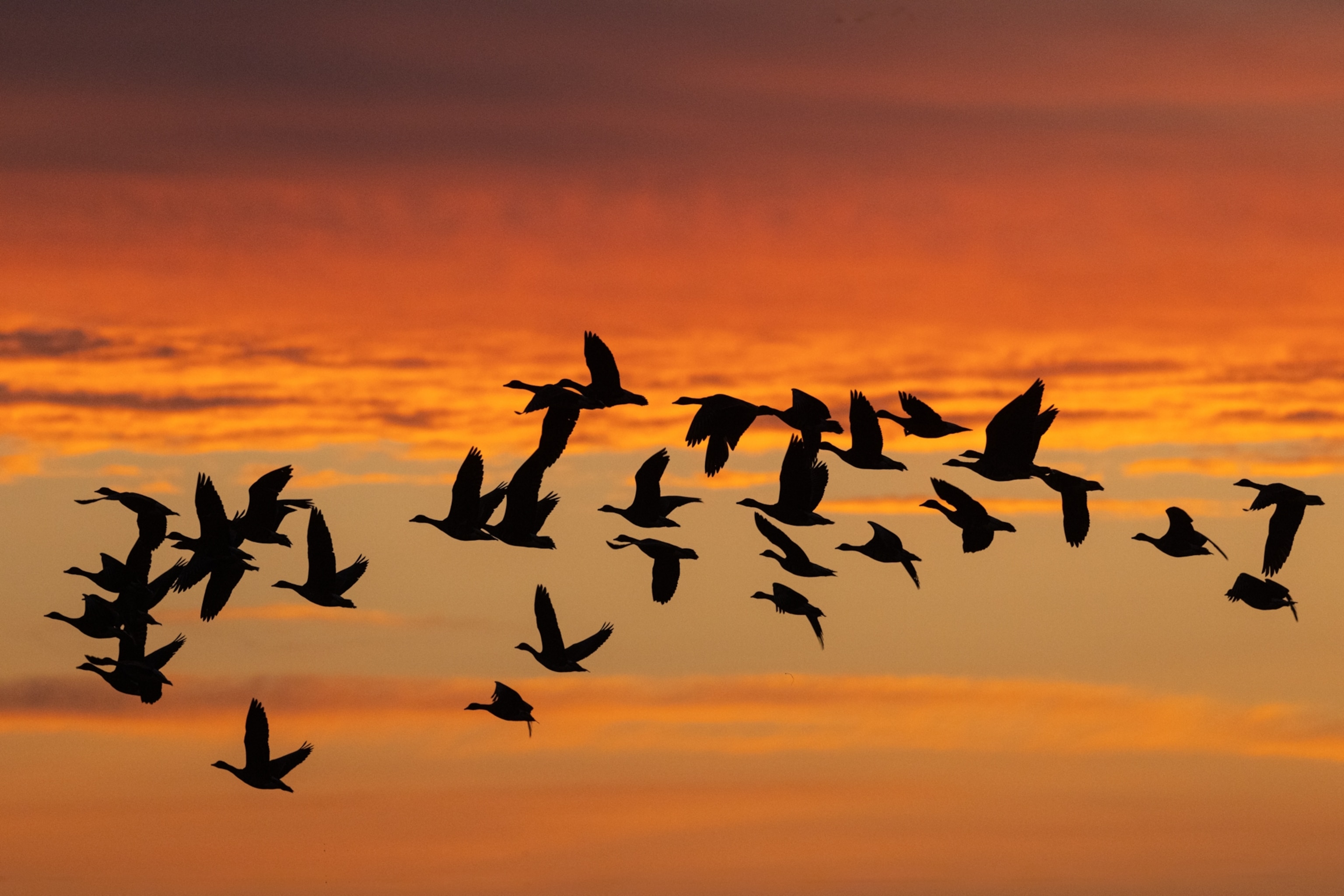 Wildfire smoke affects birds too. Here’s how you can help.