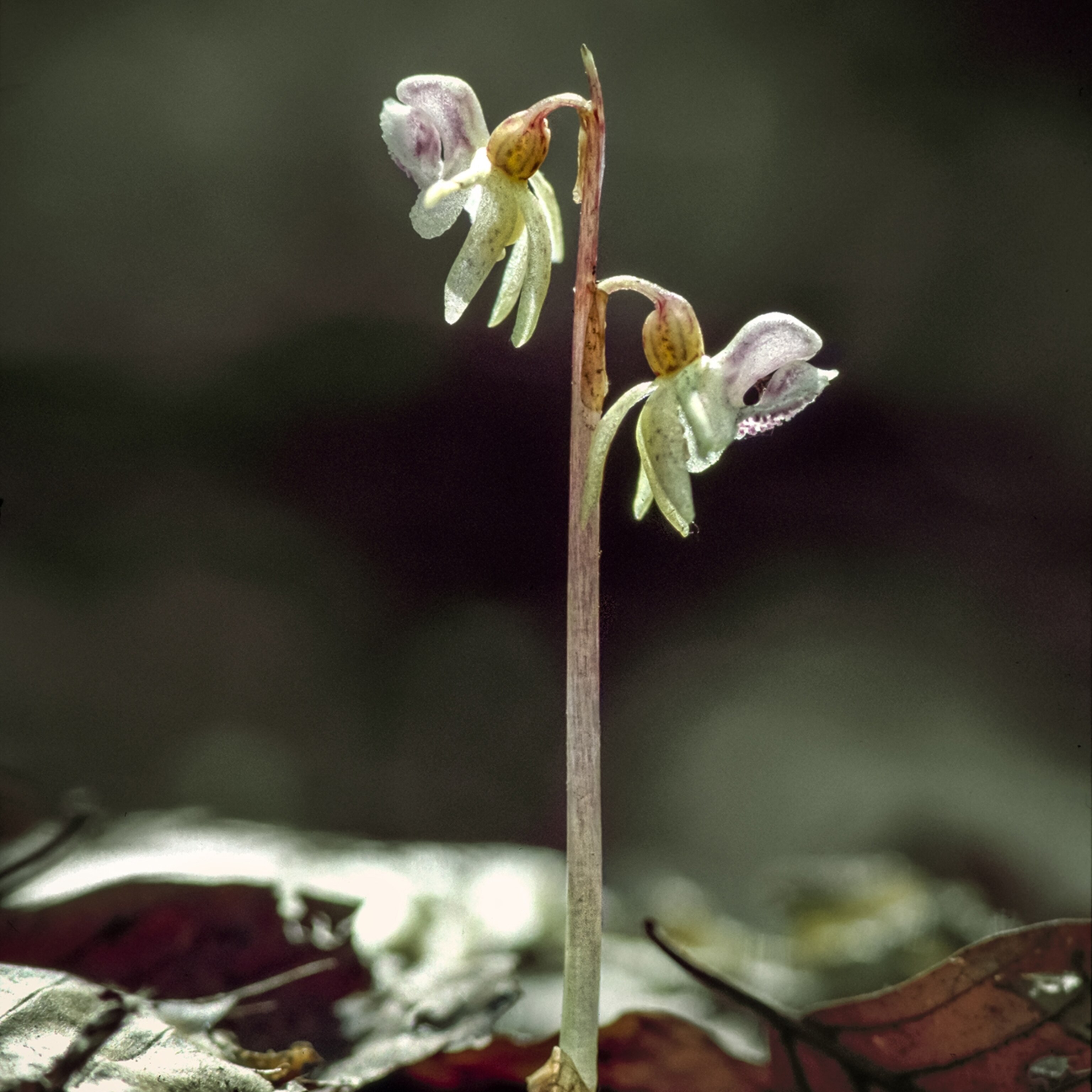 ghost fern dress orchid bloom