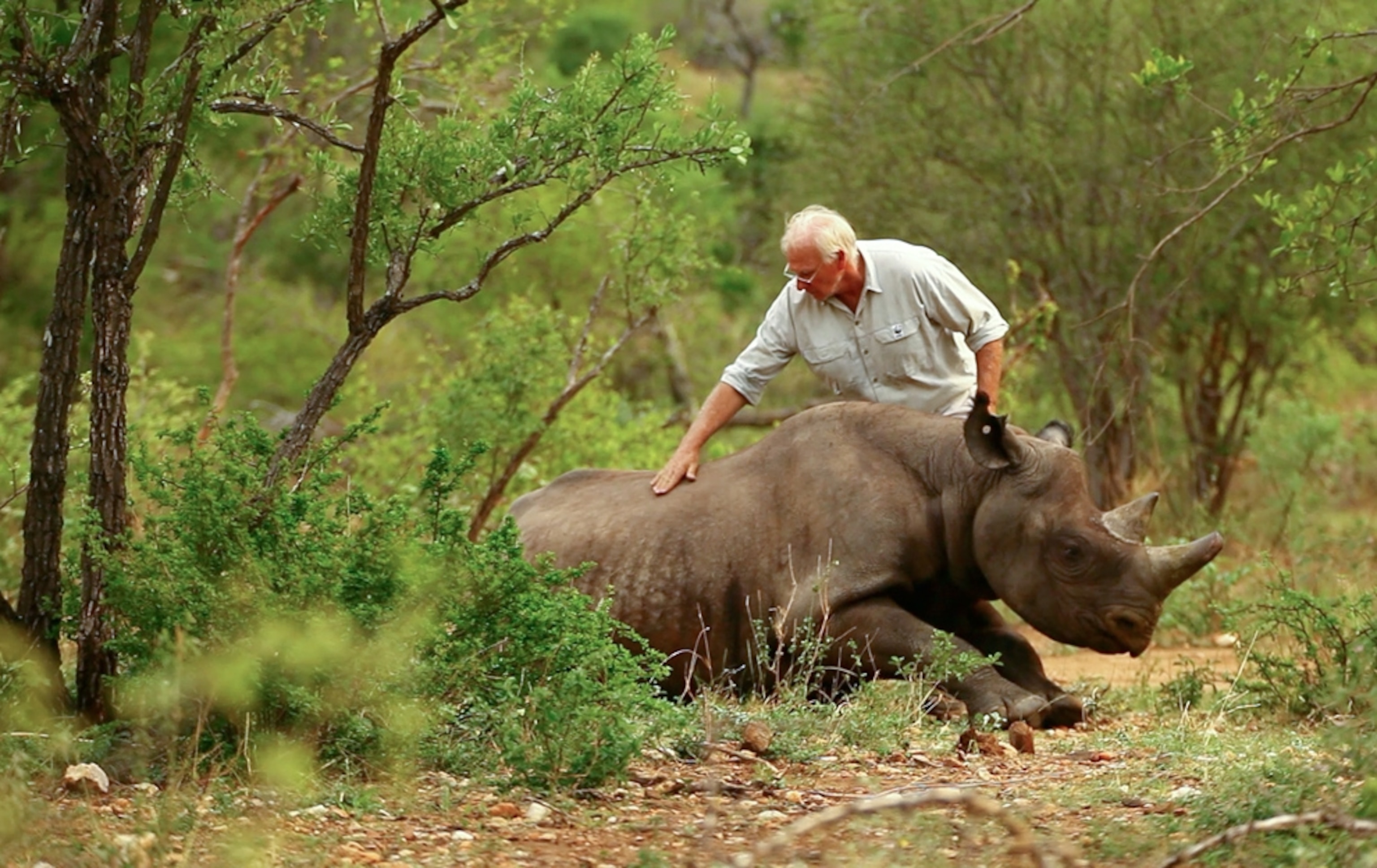 Black rhinoceros picture: animal wakes up from tranquilizer