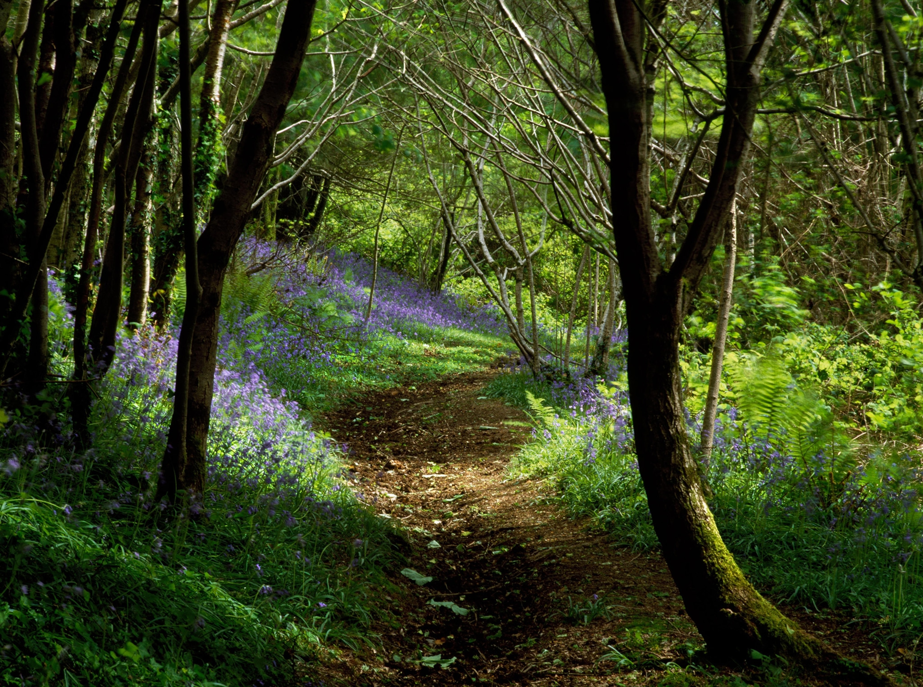 Kings Wood in England