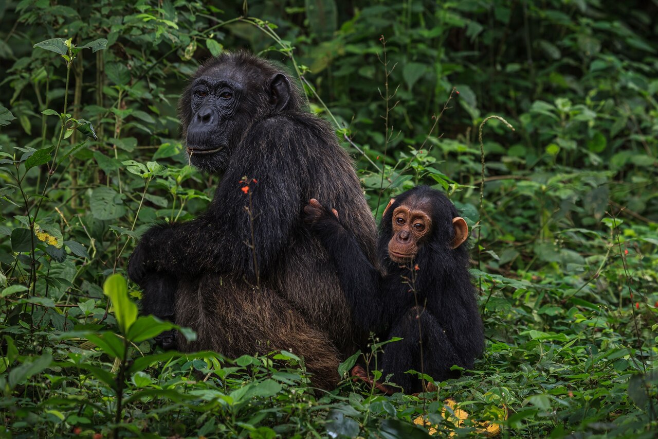 Kanyawara---Kibale-National-Park,-Uganda_20110828_4486.jpg?w=1280&h=853