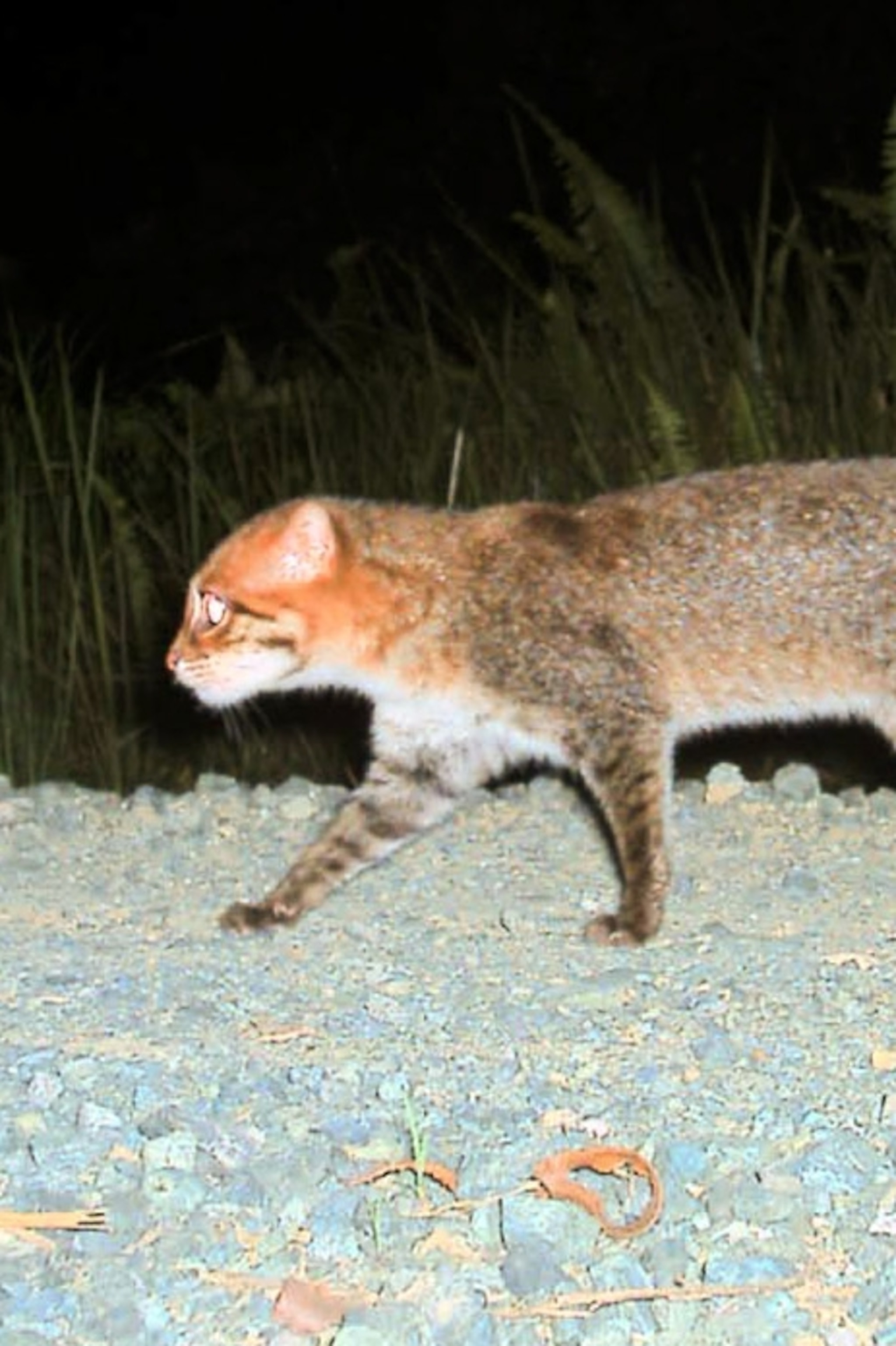 Flat-headed, Web-footed Swamp Cat Dying Out