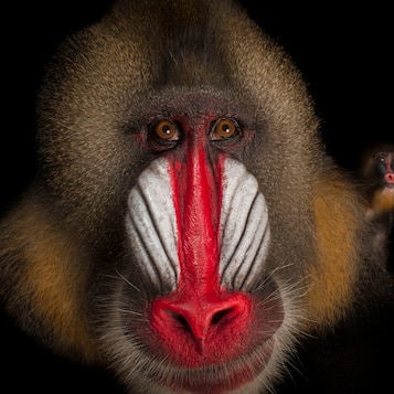 Mandrill | National Geographic | National Geographic