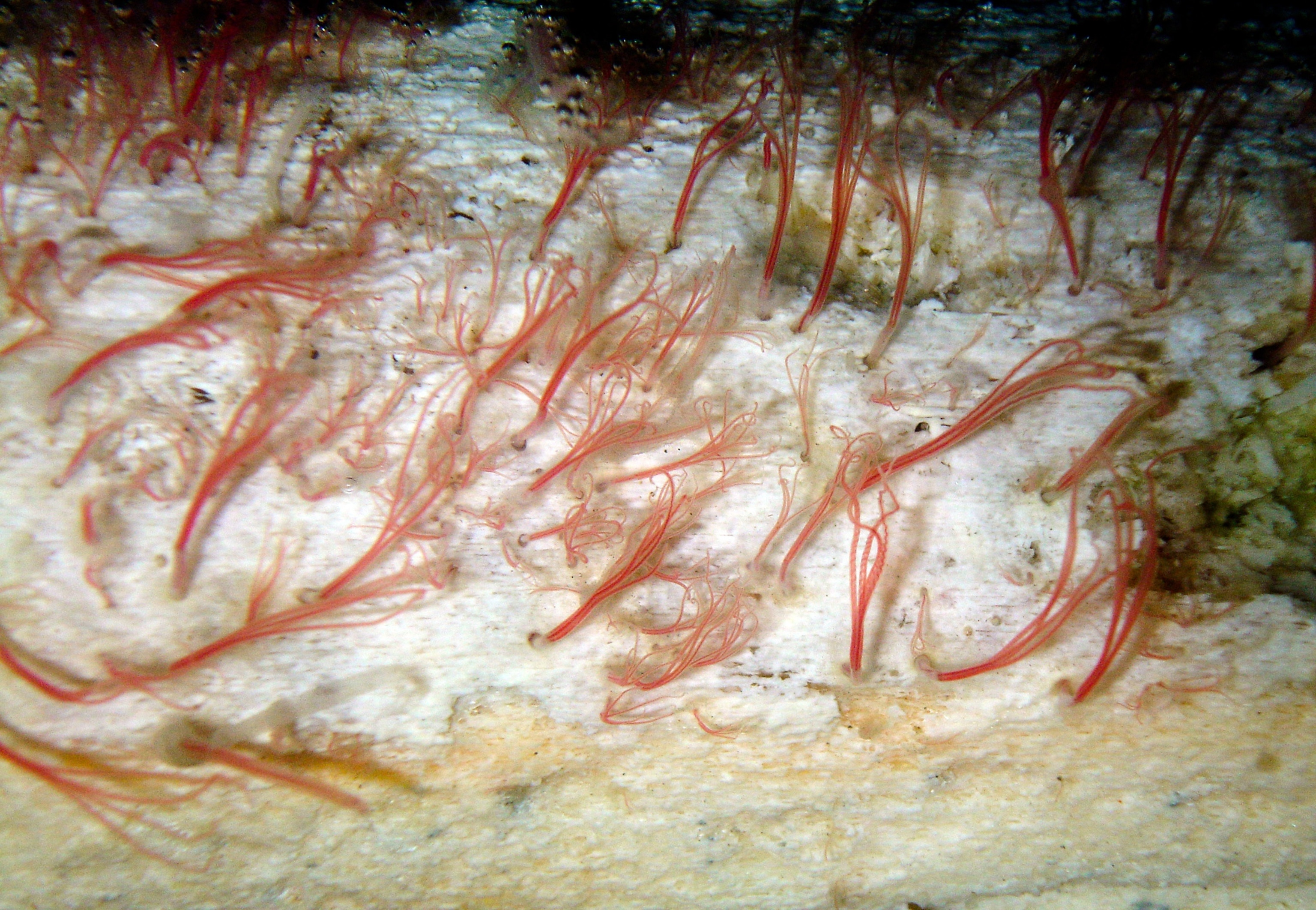 New Boneworm - Picture of new bone-eating worm species on a whale bone in the Antarctic