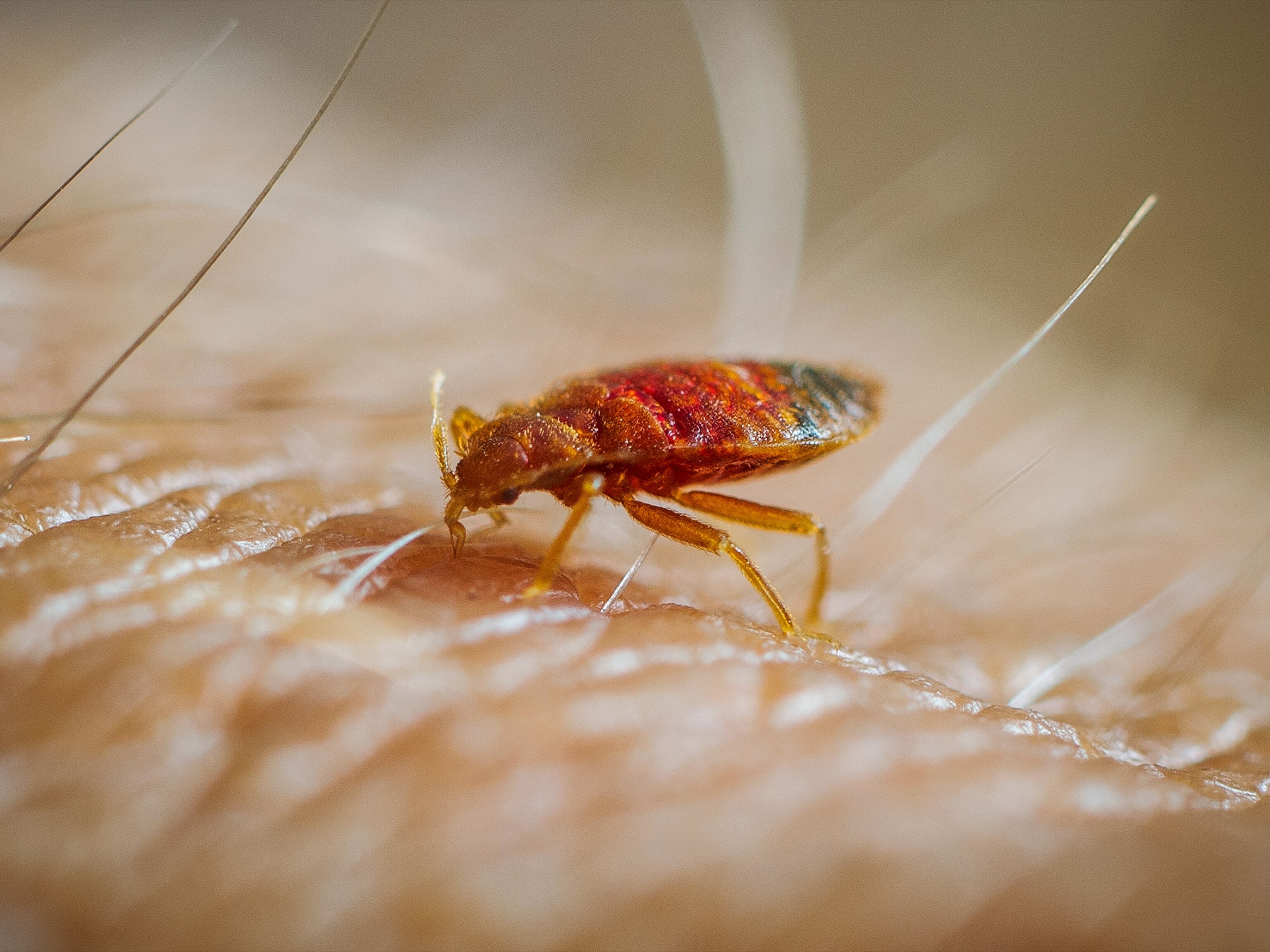 a bed bug feeding on human skin