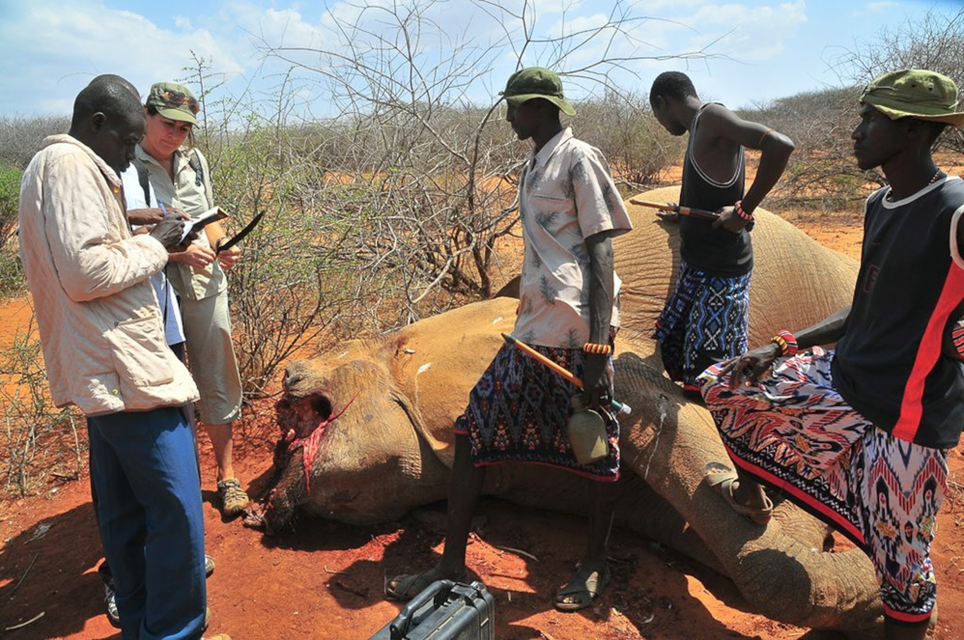 a dead adult elephant in Kenya's Samburu National Reserve