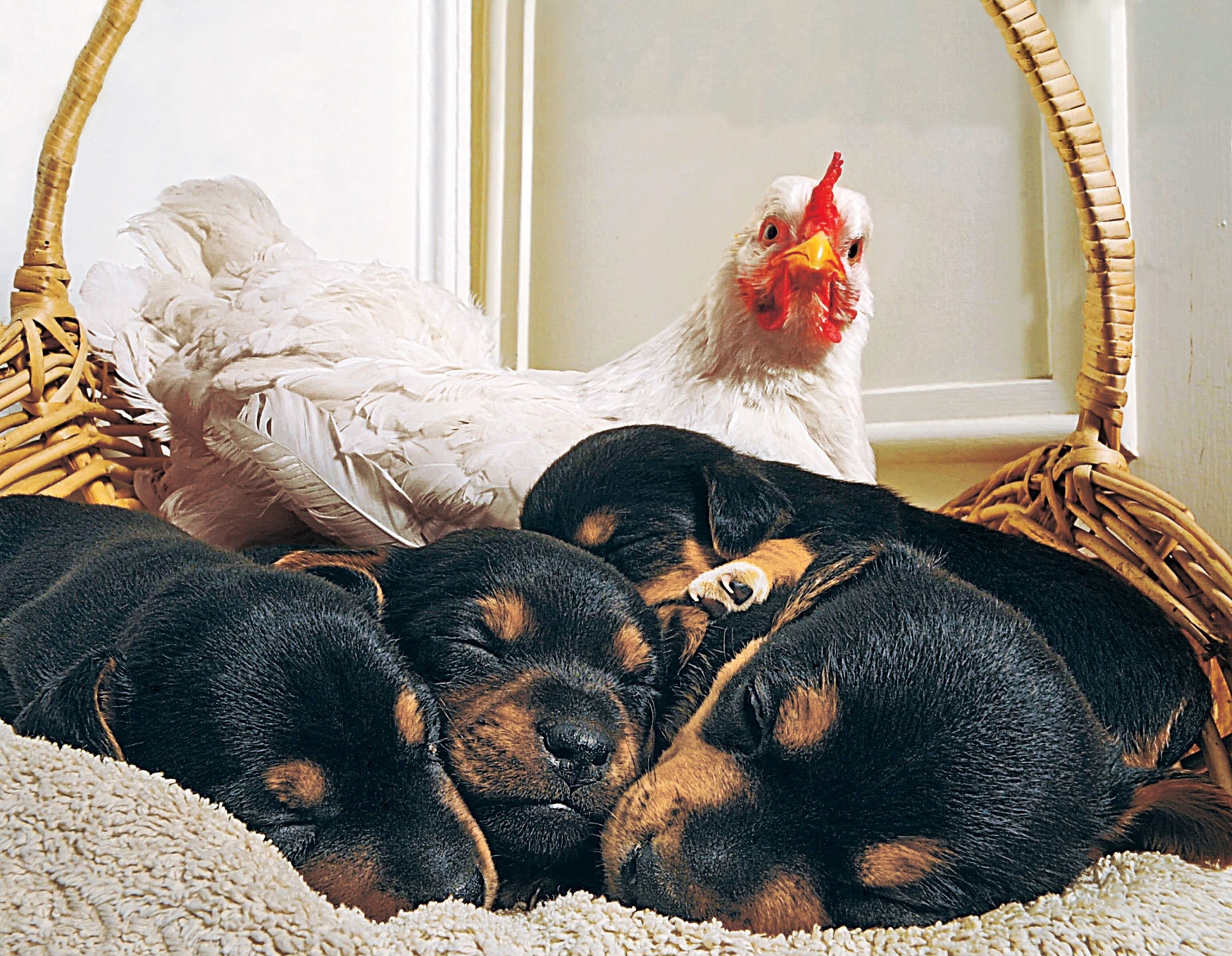 puppies and a rooster