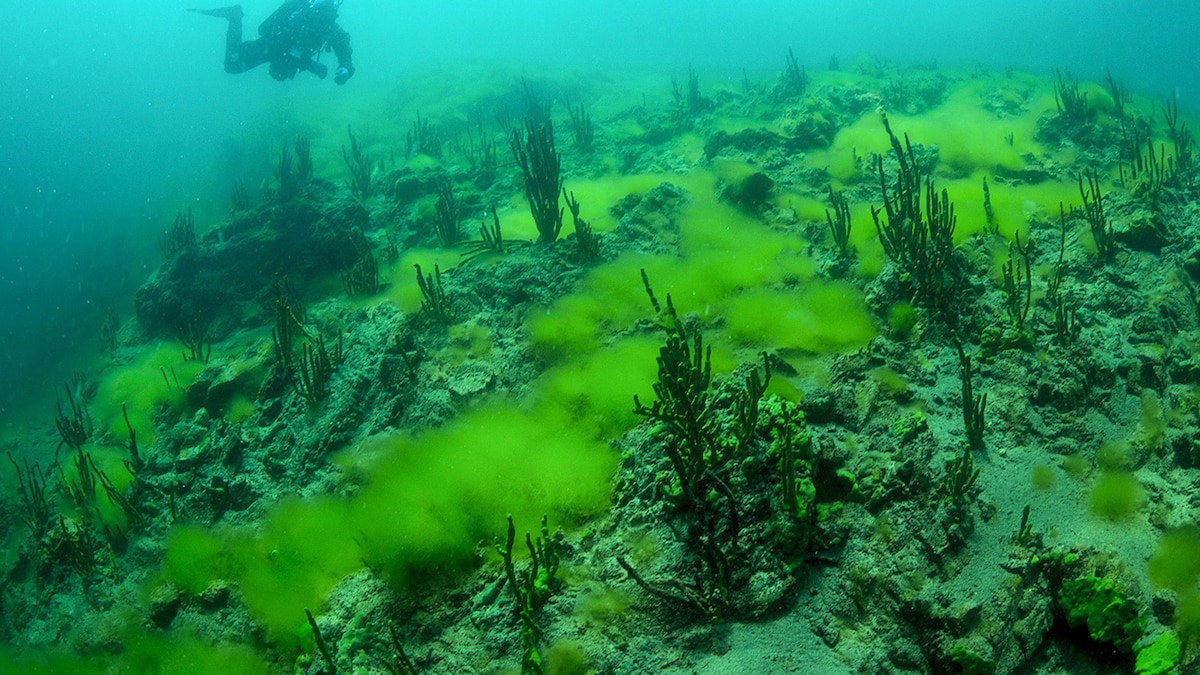 Pictures Green Slime Invades World’s Deepest Lake