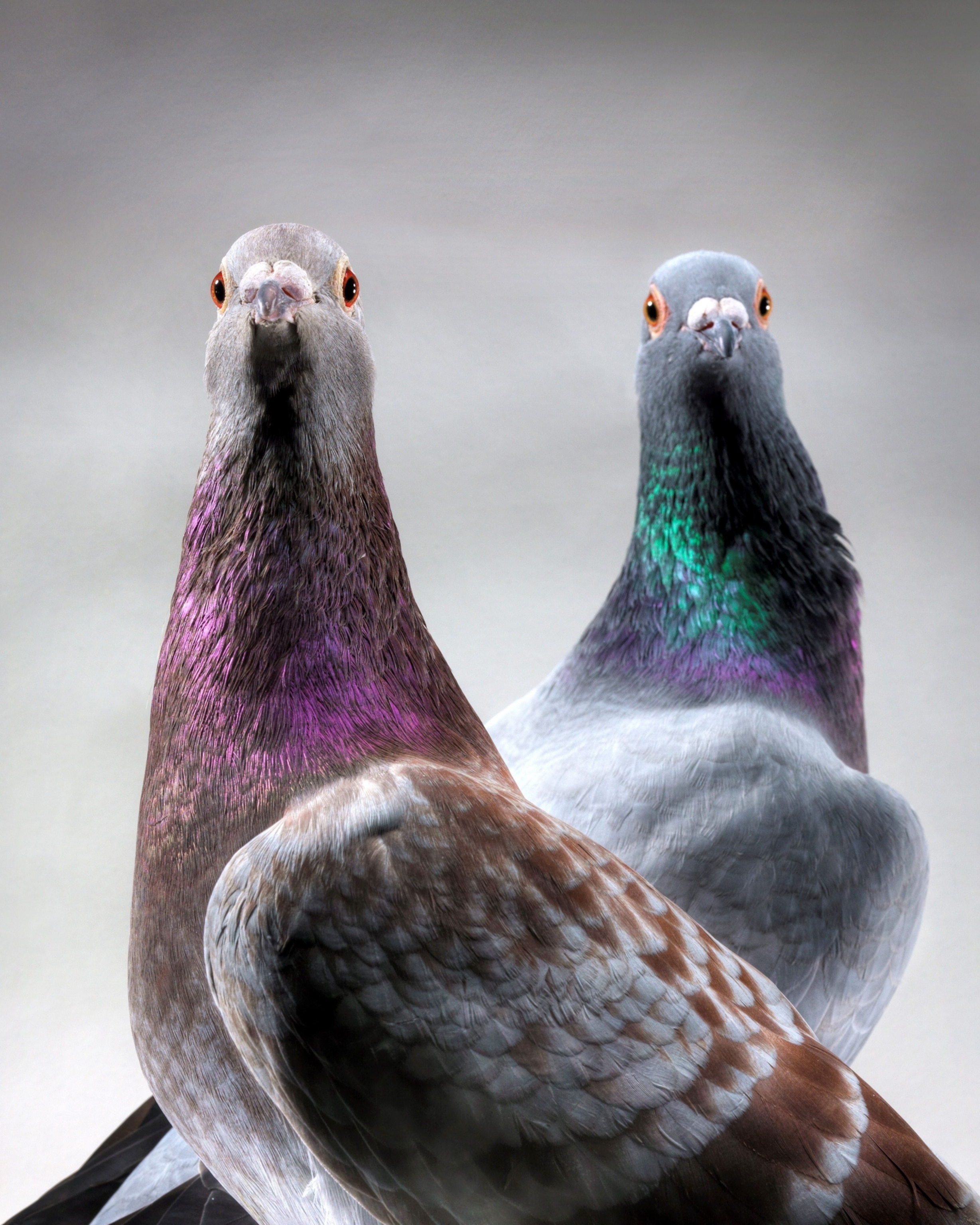 Two pigeons with iridescent plumage in shades of purple and green stand closely together, both looking directly at the camera against a neutral background.