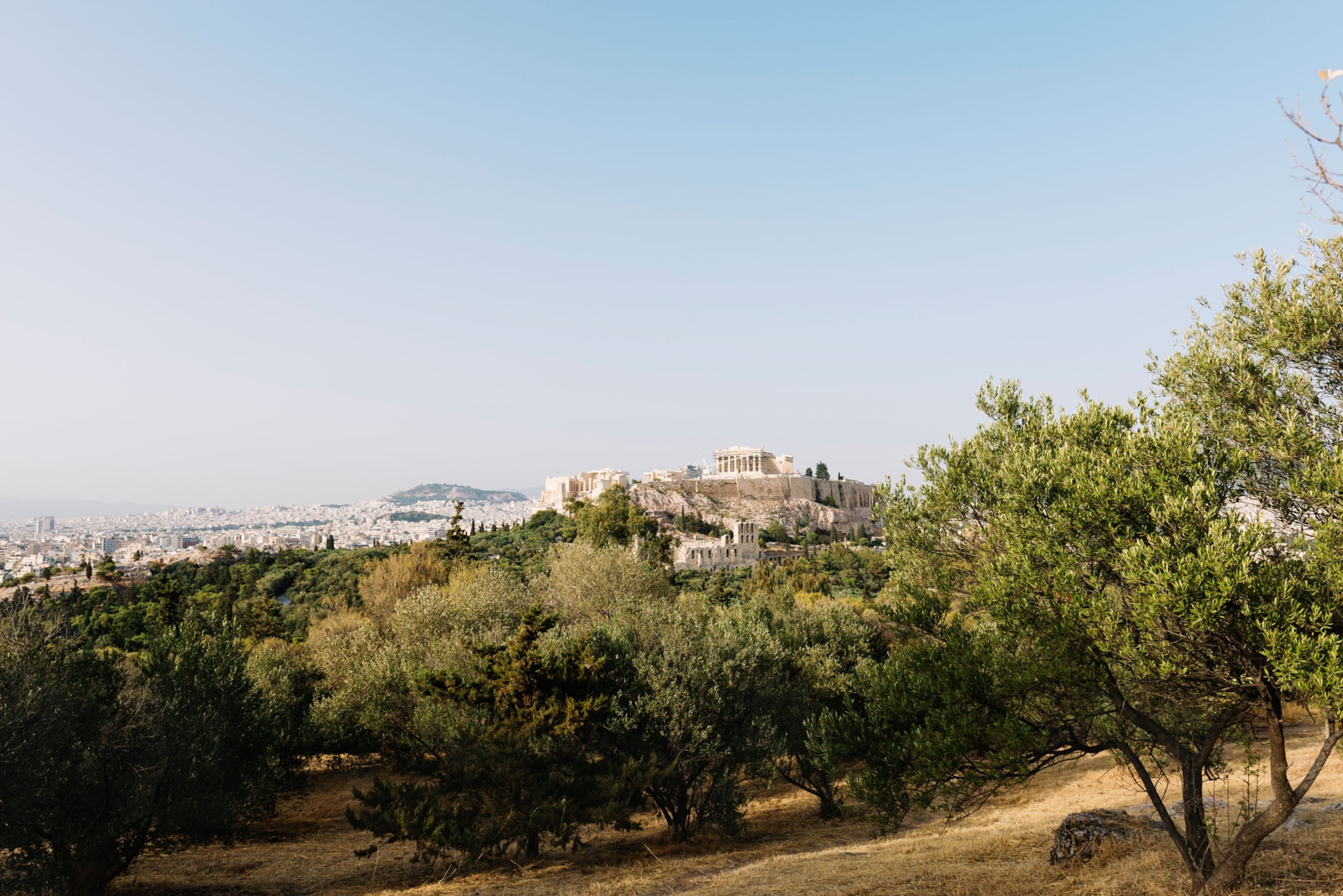 A field of olive trees sits in the foreground in front of an ancient city.