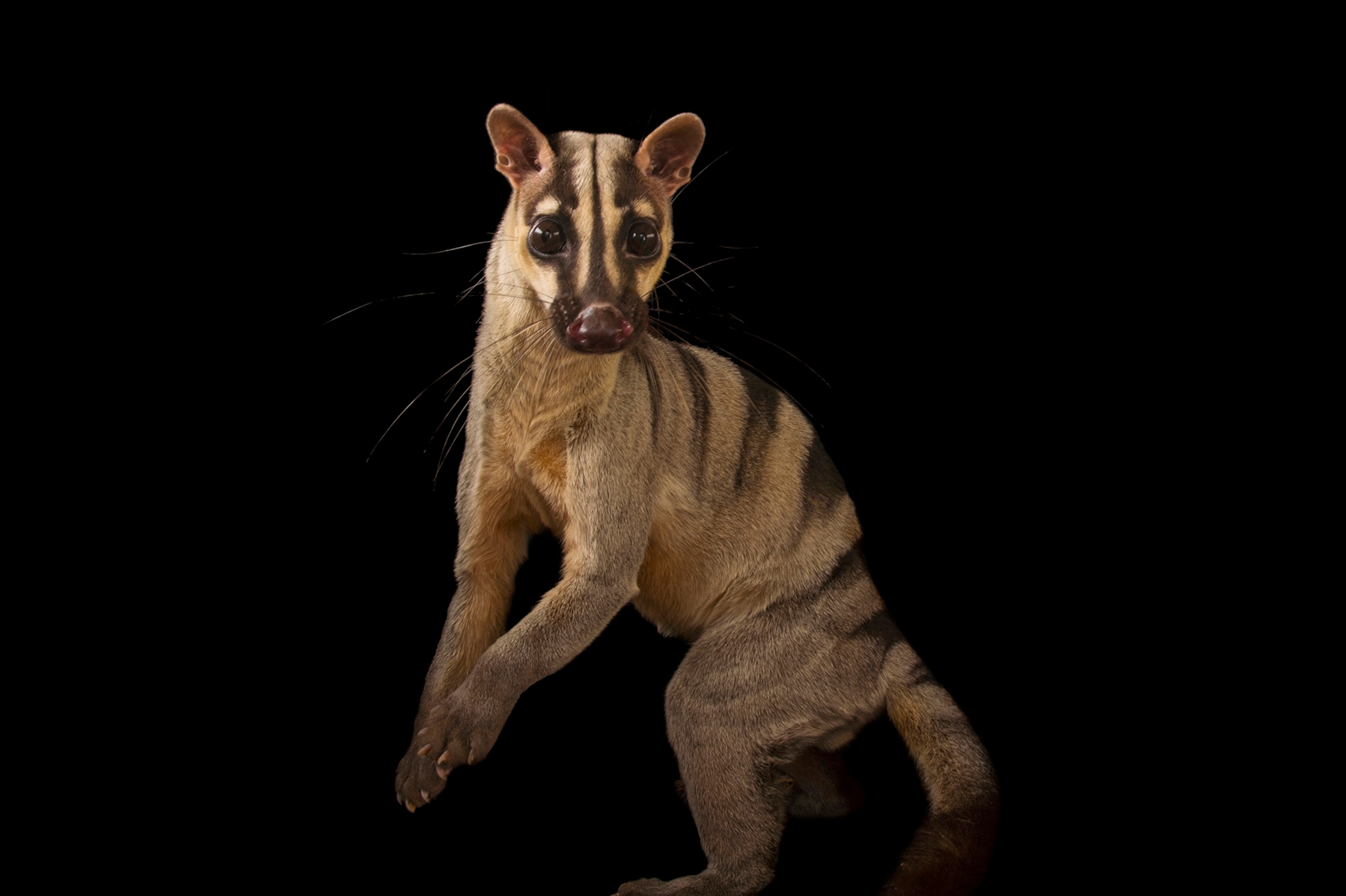 In the lead-up to the United Nations Secretary-Generals Climate Summit, the United Nations Department of Public Information will present  illUmiNations "PROTECTING OUR PLANET" on the west facade of the General Assembly Hall and the north facade of the Secretariat building September 20, 2014 at the United Nations in New York.