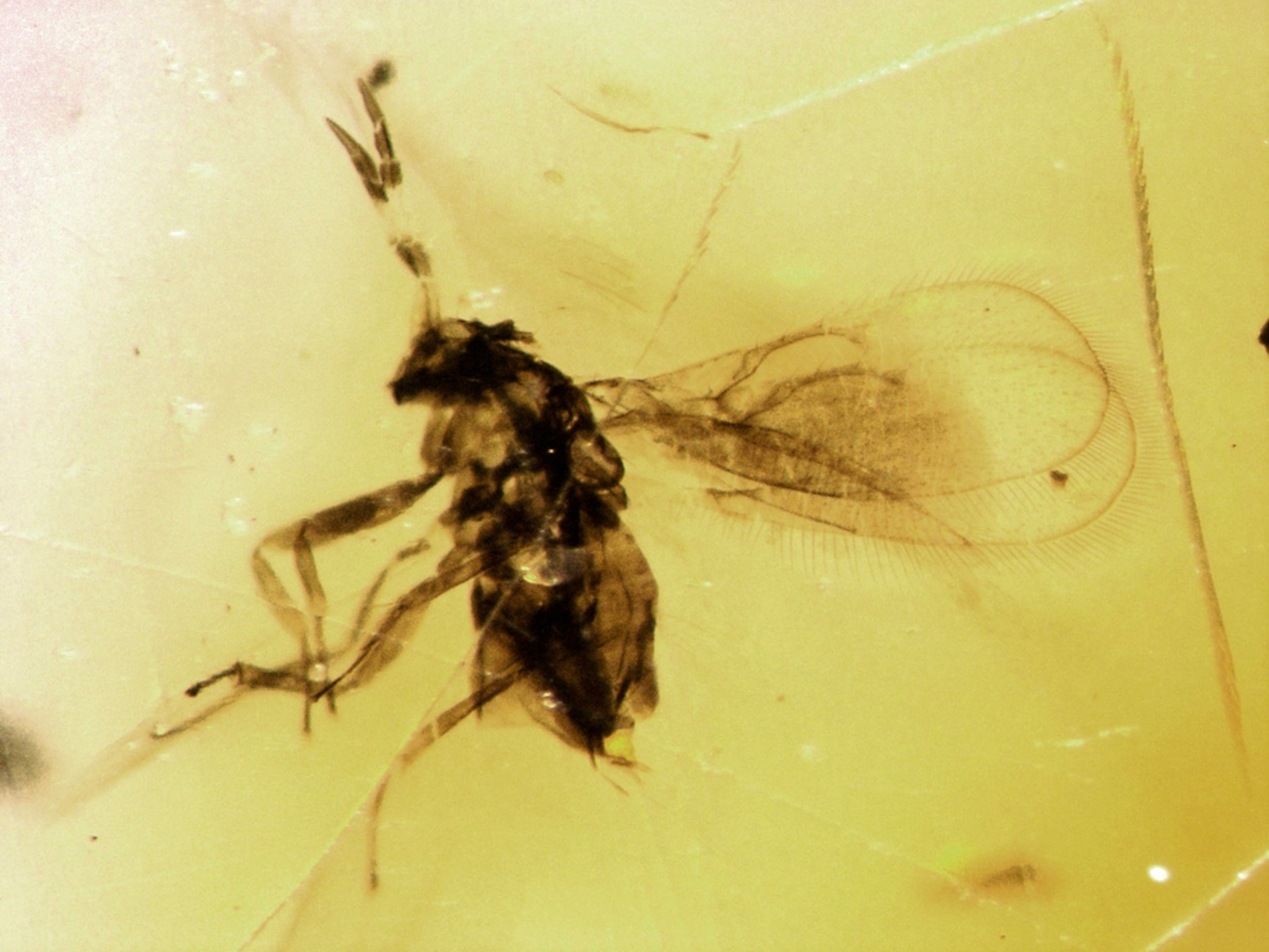 A tiny wasp is embedded in amber.