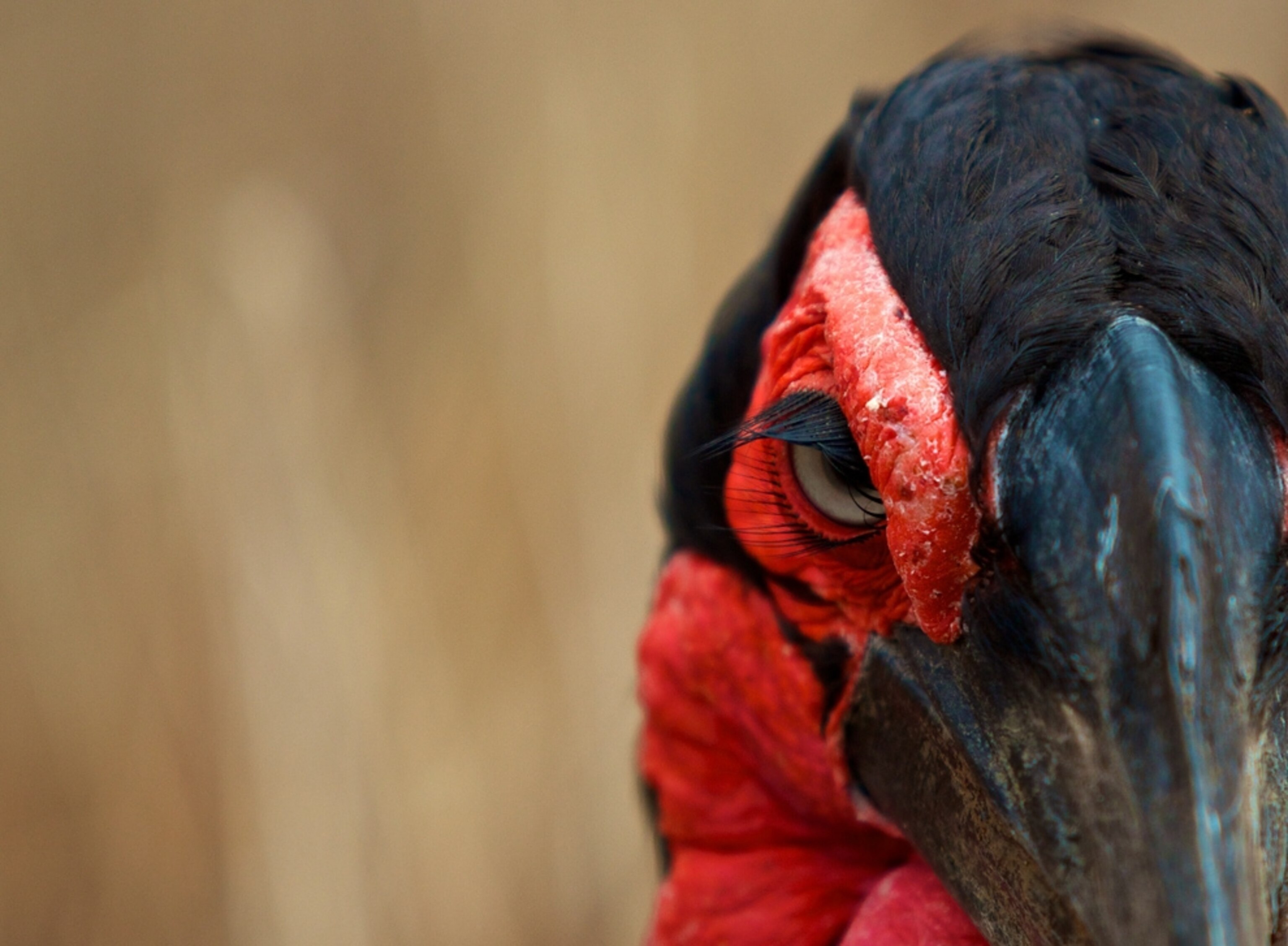 Southern ground hornbill: for Best Pictures of January photo gallery