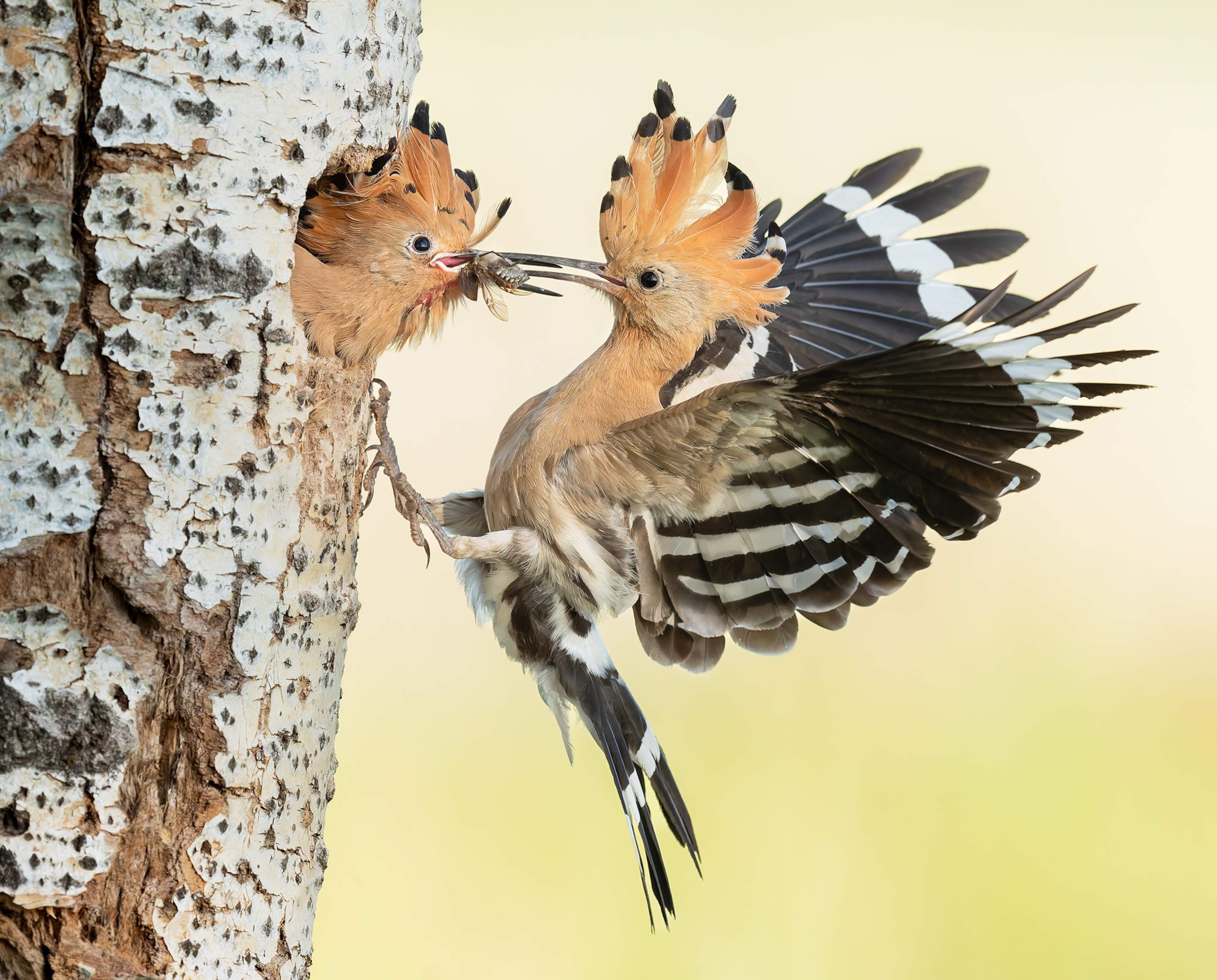 A hoopoe chick being fed by its mother on the side of a tree.