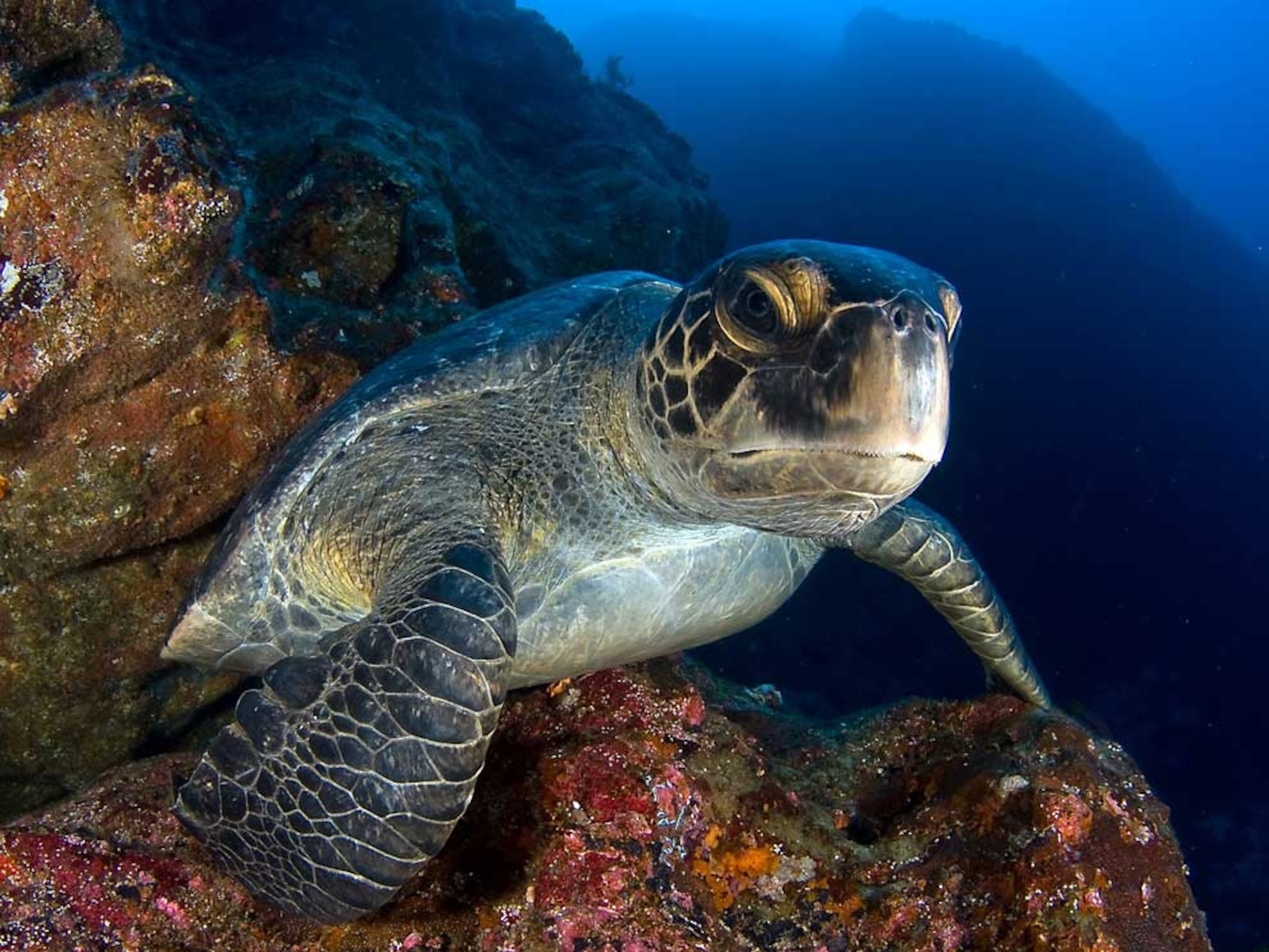 Sea turtle perched on underwater rocks