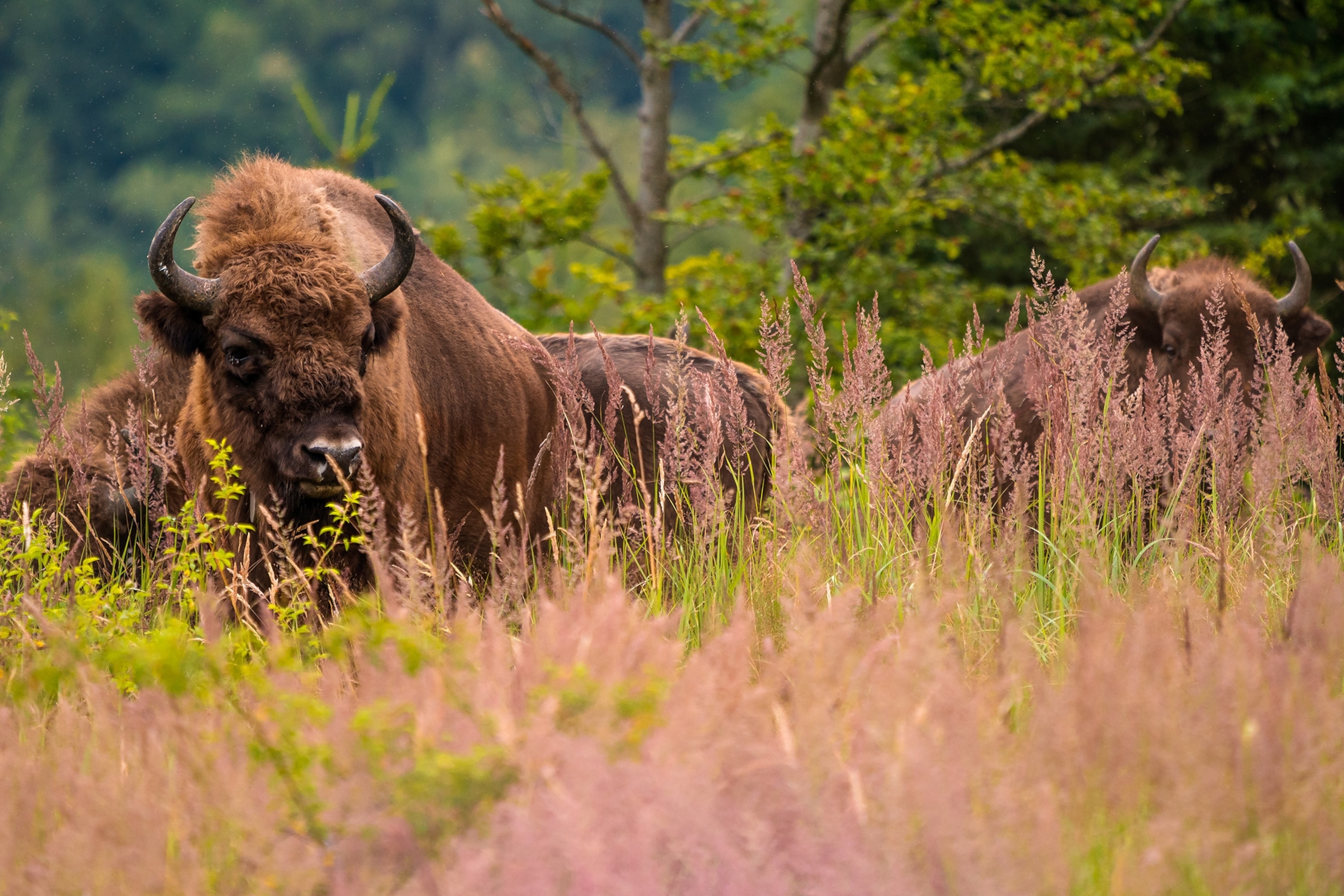 A herd of European bisons grazing on a wildlflower meadow.