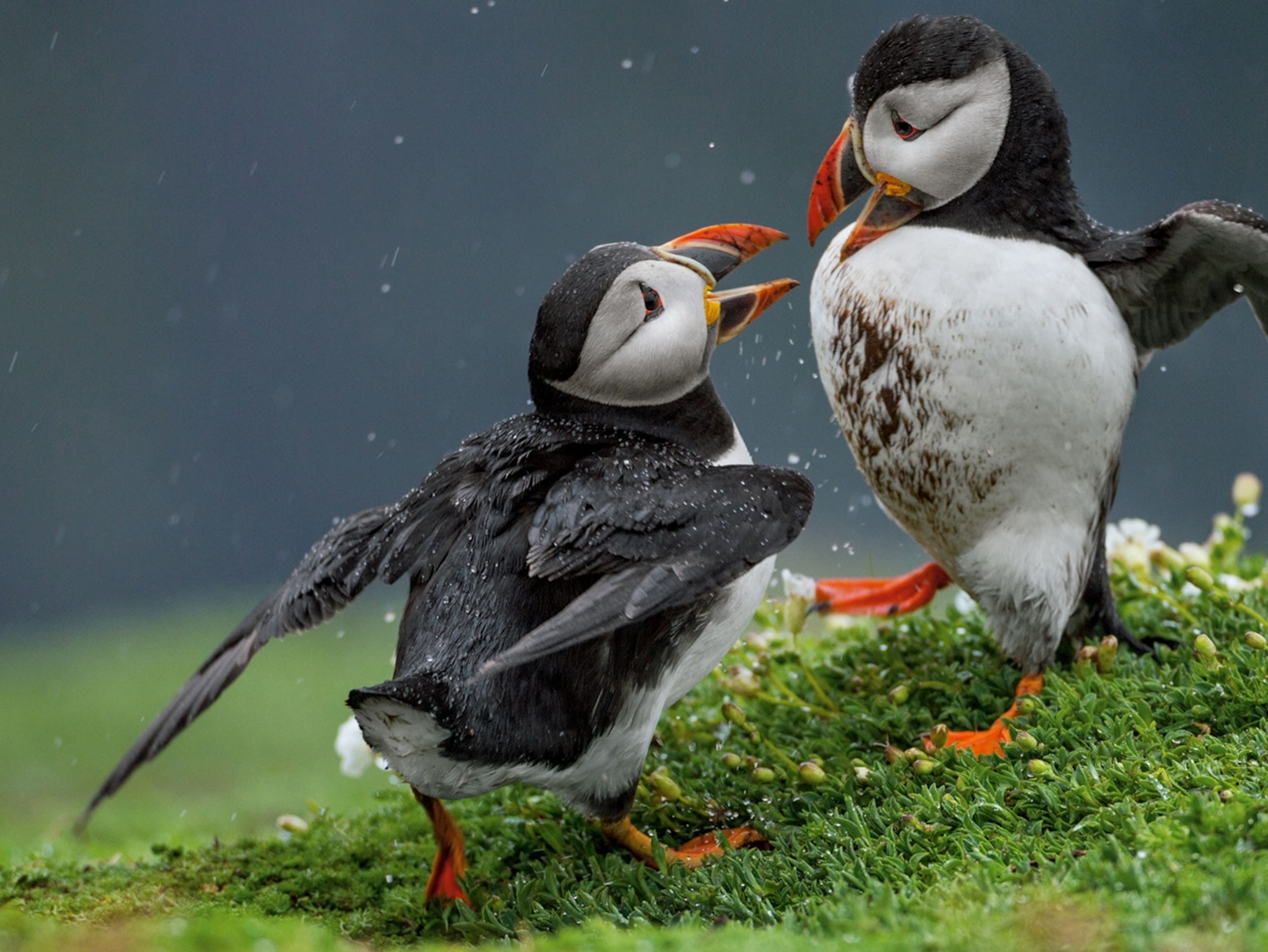 Dueling Puffins