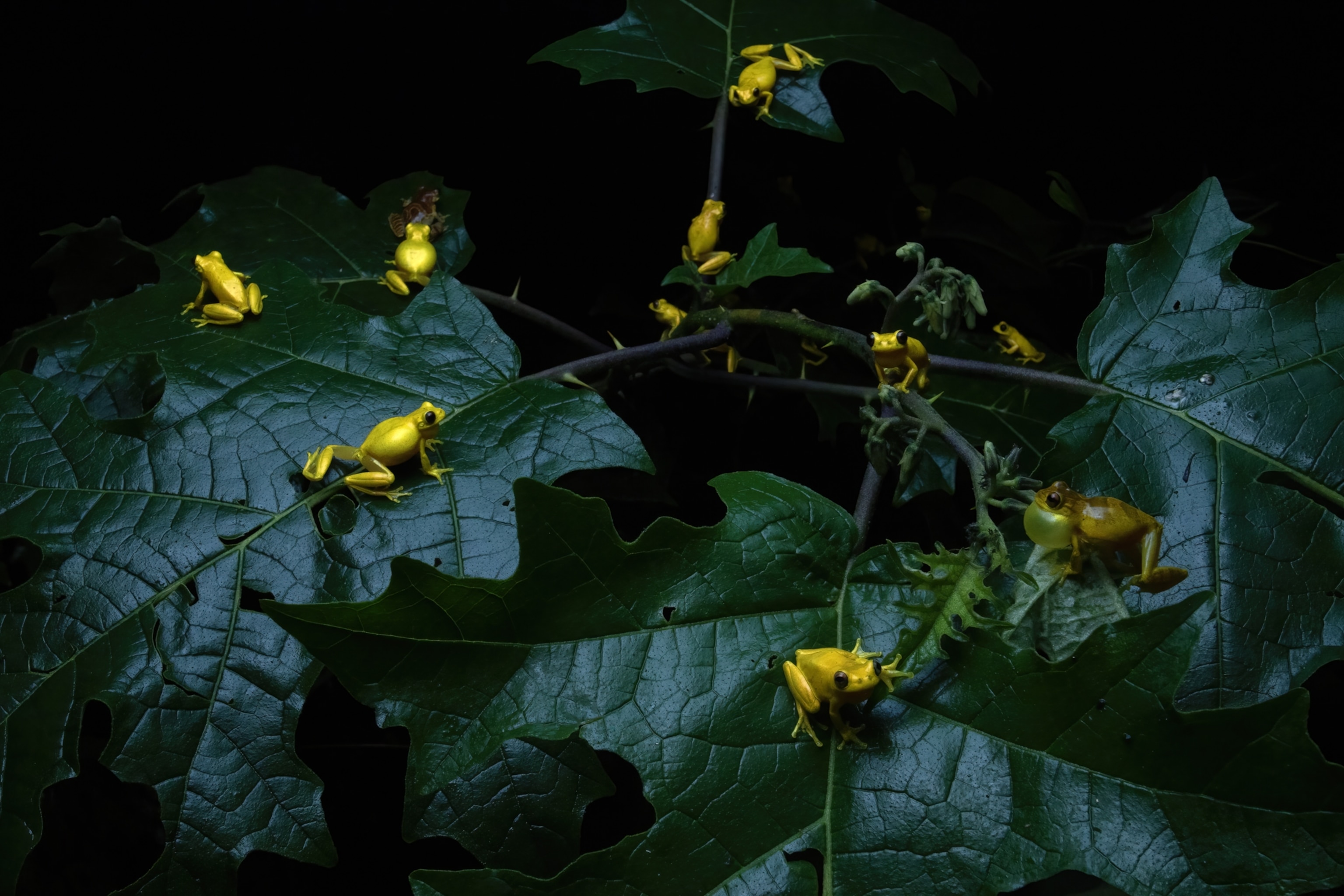 Small yellow frogs contrast the deep green leaves of a tree.