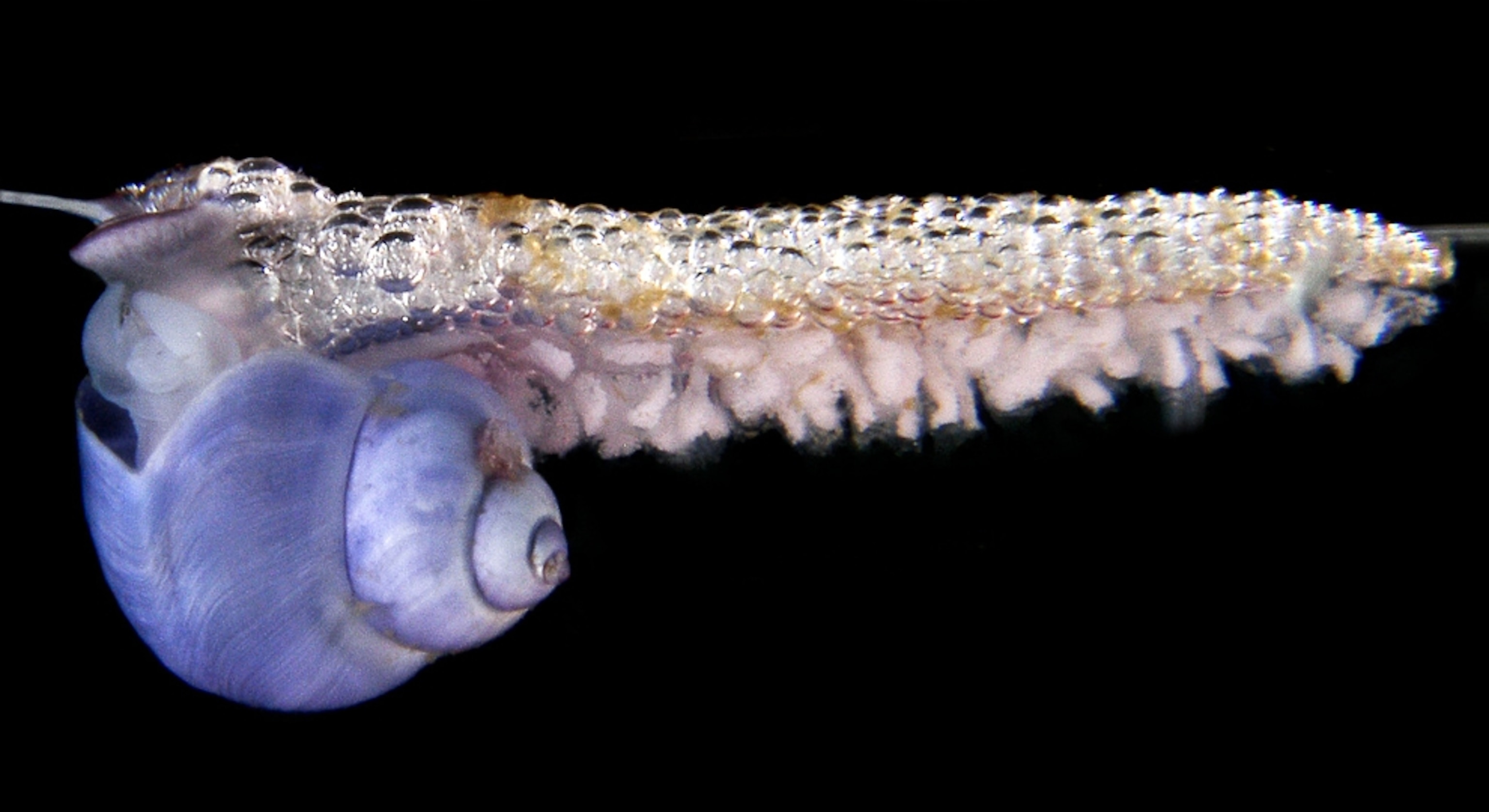 Snail picture: A bubble-rafting snail clings to her mucus raft