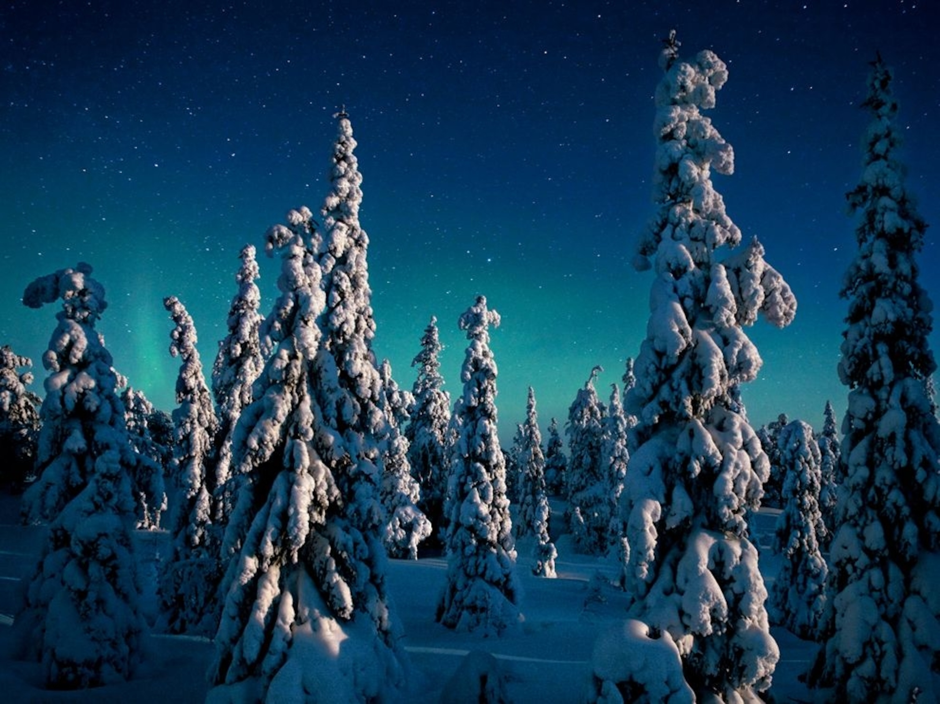 snow-covered spruce in Oulanka National Park, Finland