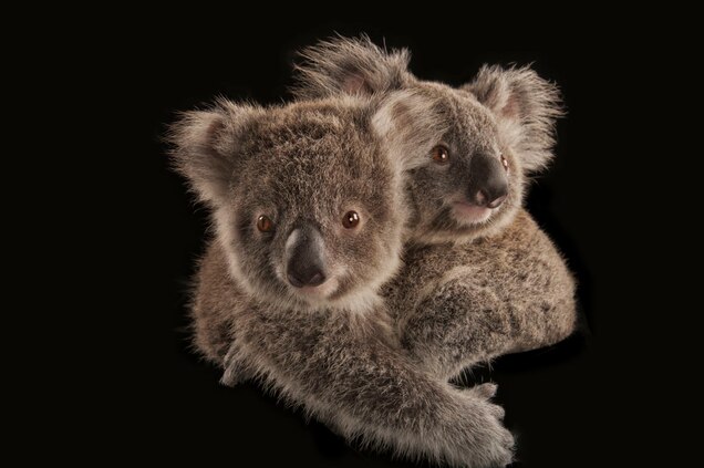 These 50 Animals Are In Peril Here S How You Can Help