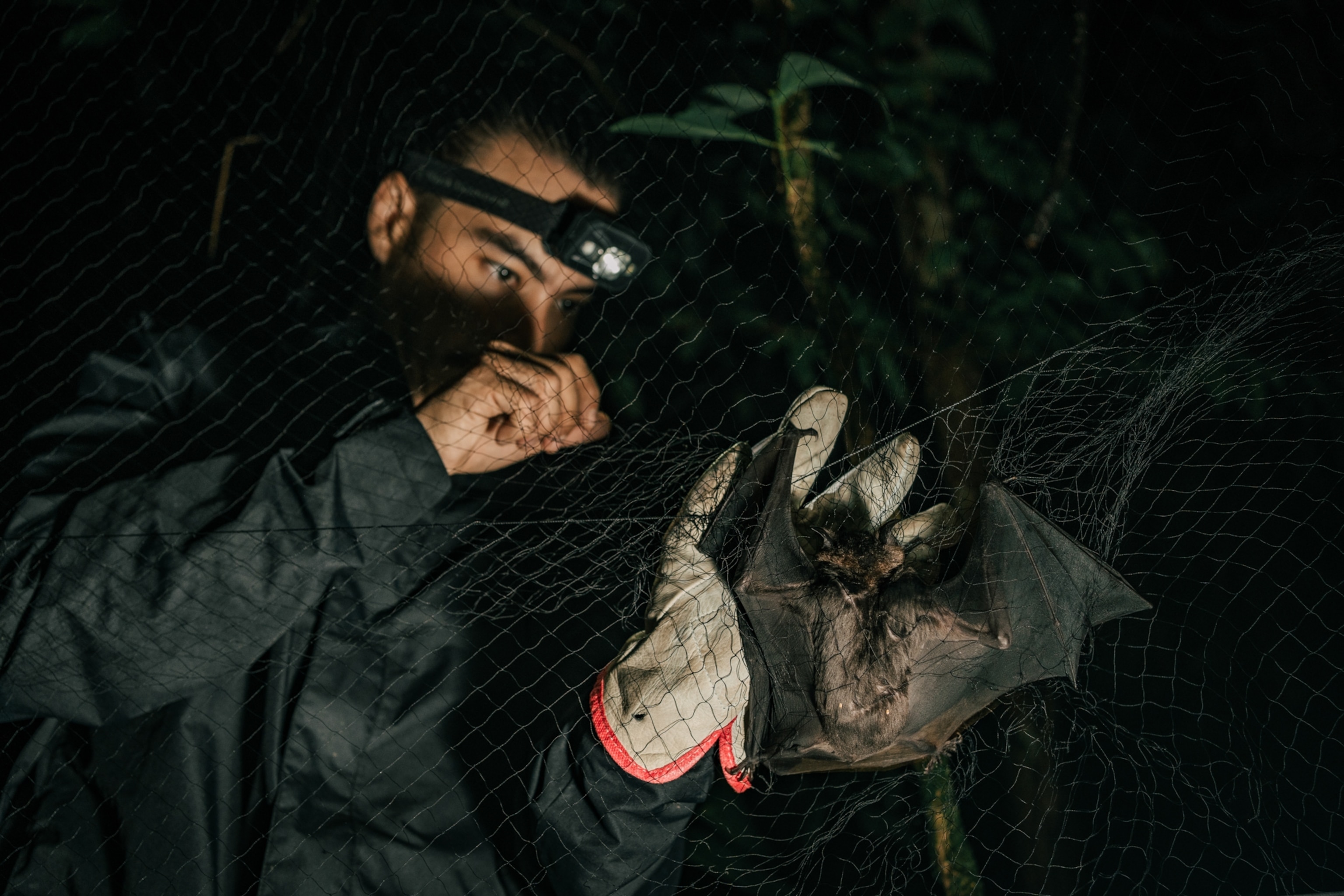 A bat is caught in a net.