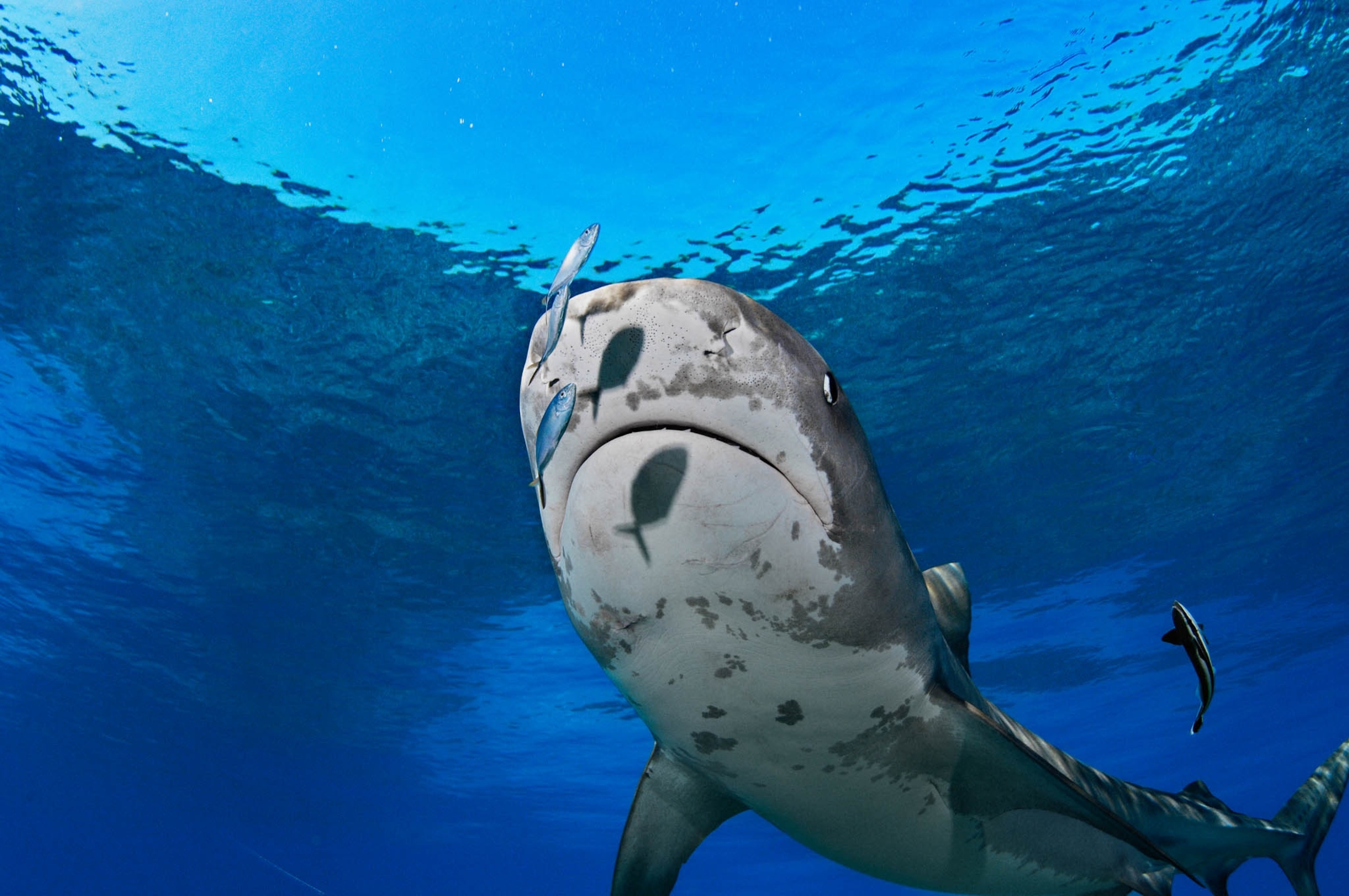 A 12-foot-long female tiger shark swims at Tiger Beach.