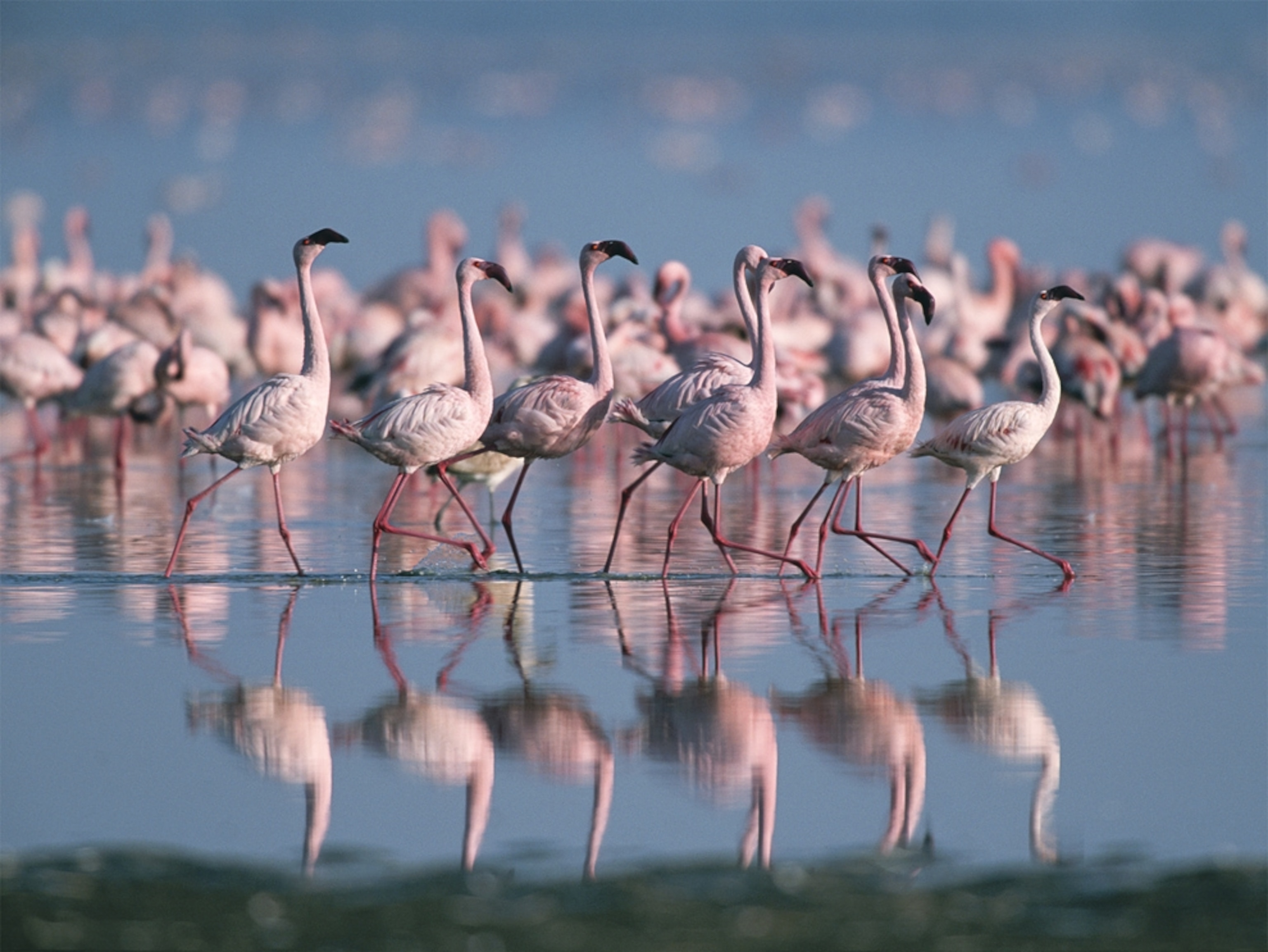 flamingo picture: representing the new Kenya Lake System in the Great Rift Valley World Heritage site