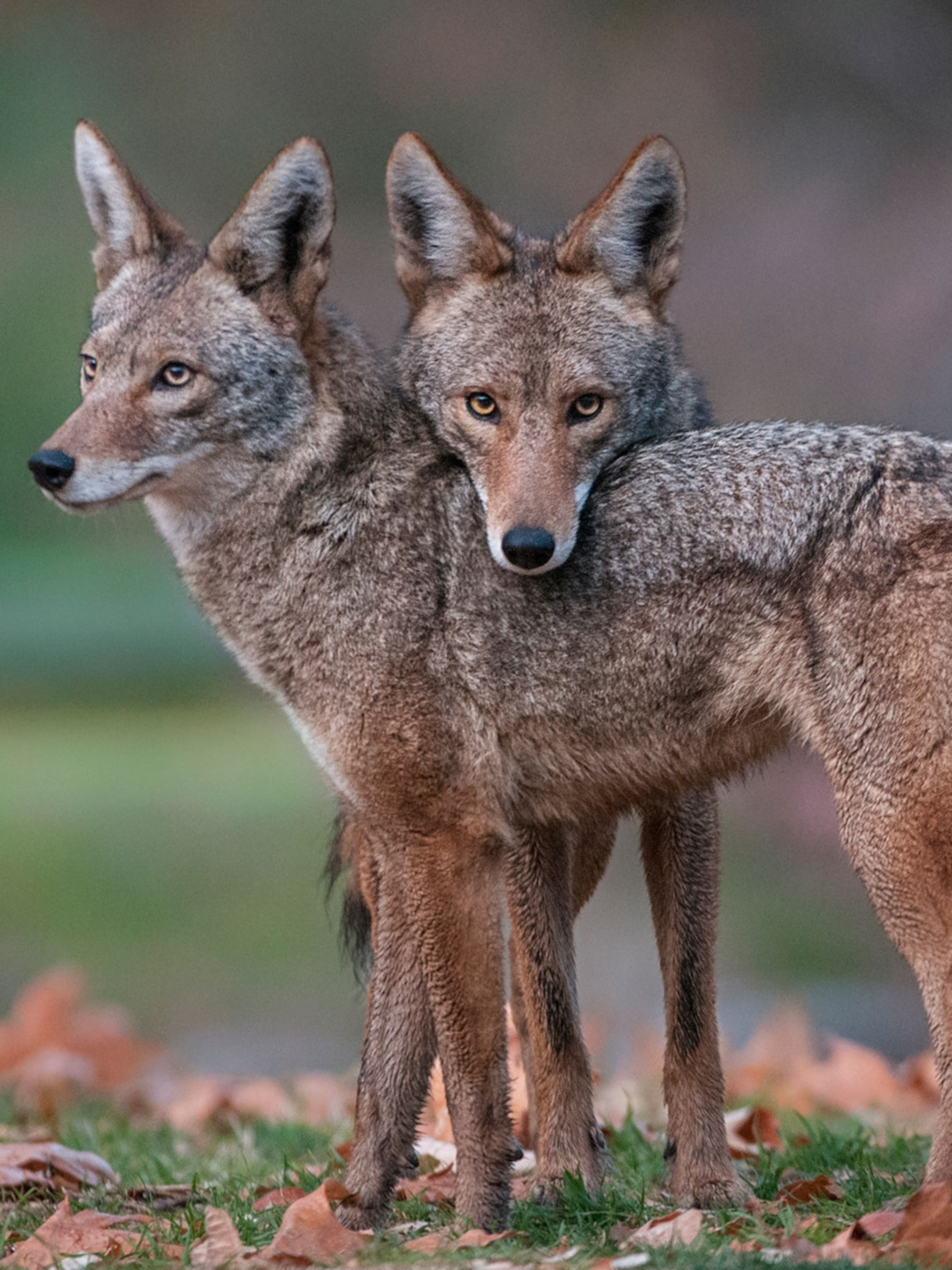 coyotes population maps united states