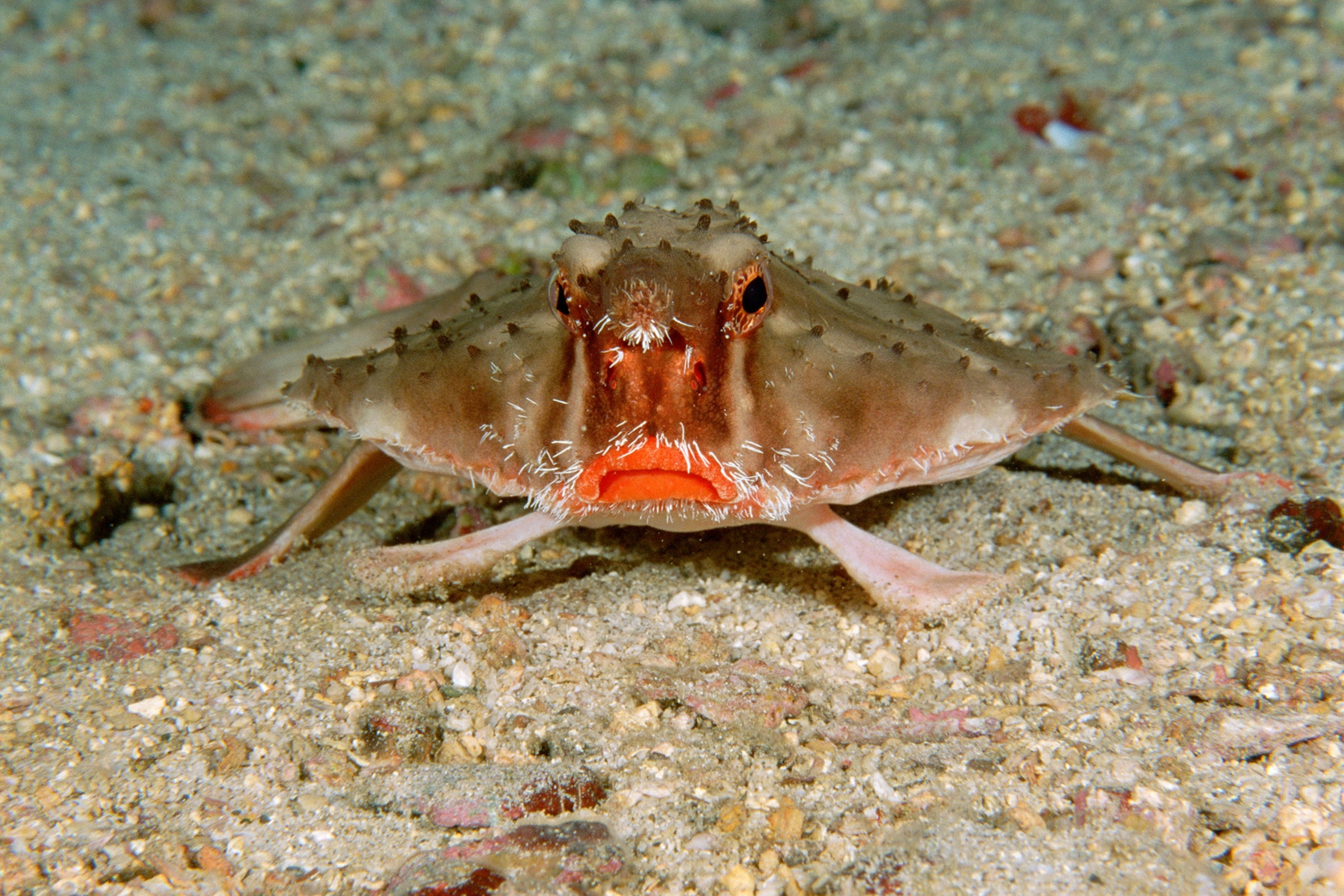 a red-lipped batfish