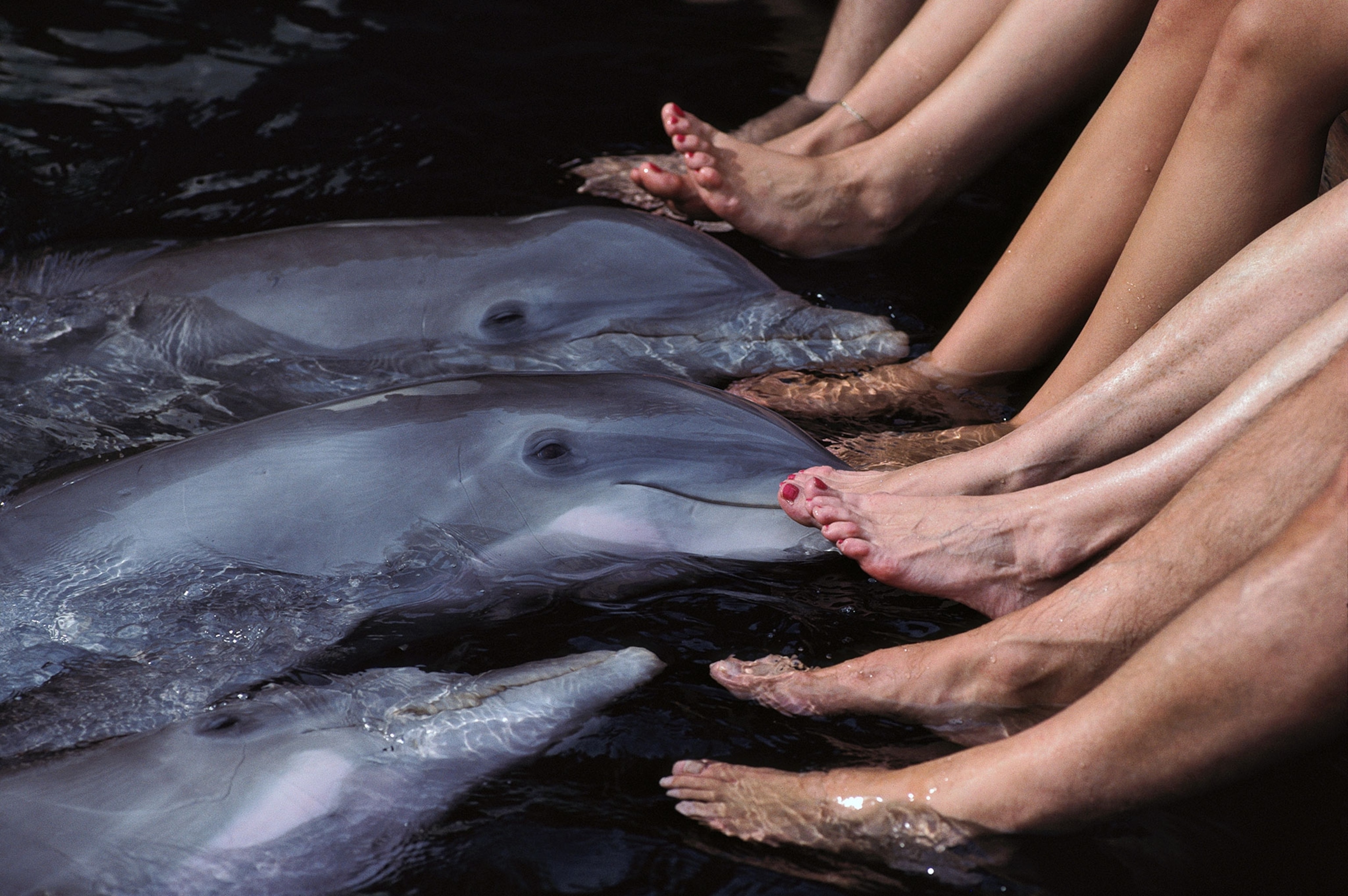 dolphins against human feet