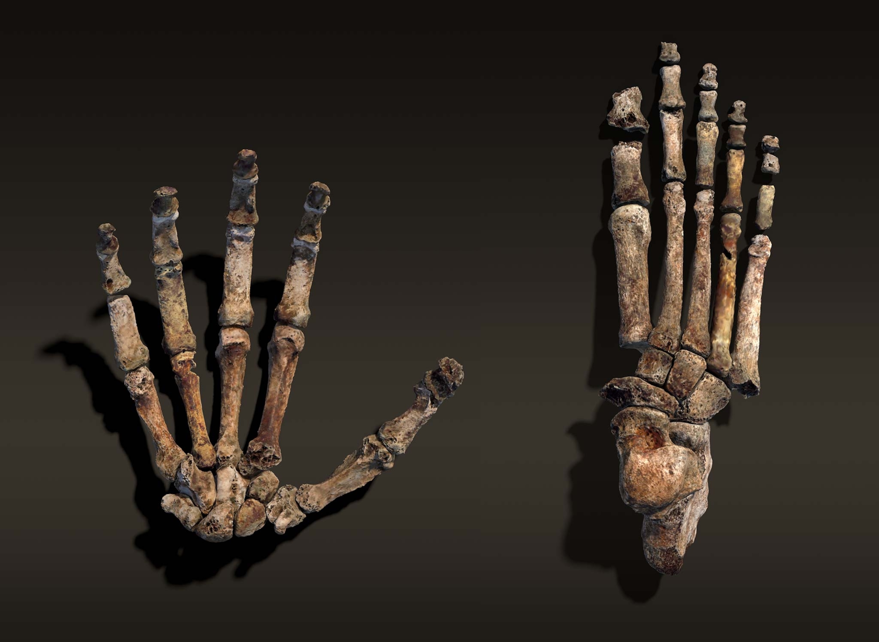 a life-size rendering of H. naledi's hand displays curved fingers