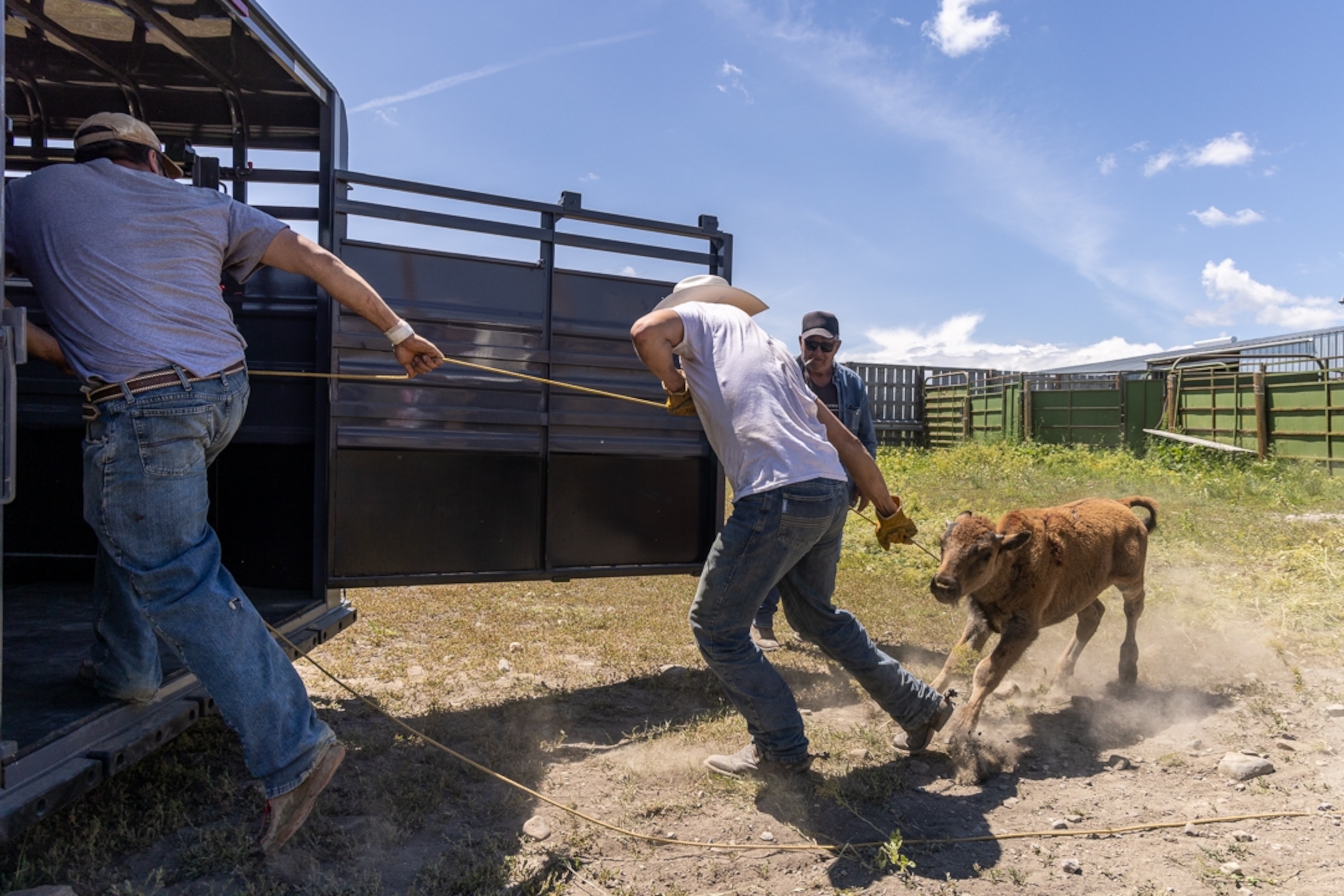 Josh Monroe and Alonzo Skunkcap load a buffalo calf into the trailer as part of the herd that will be released at Chief Mountain.