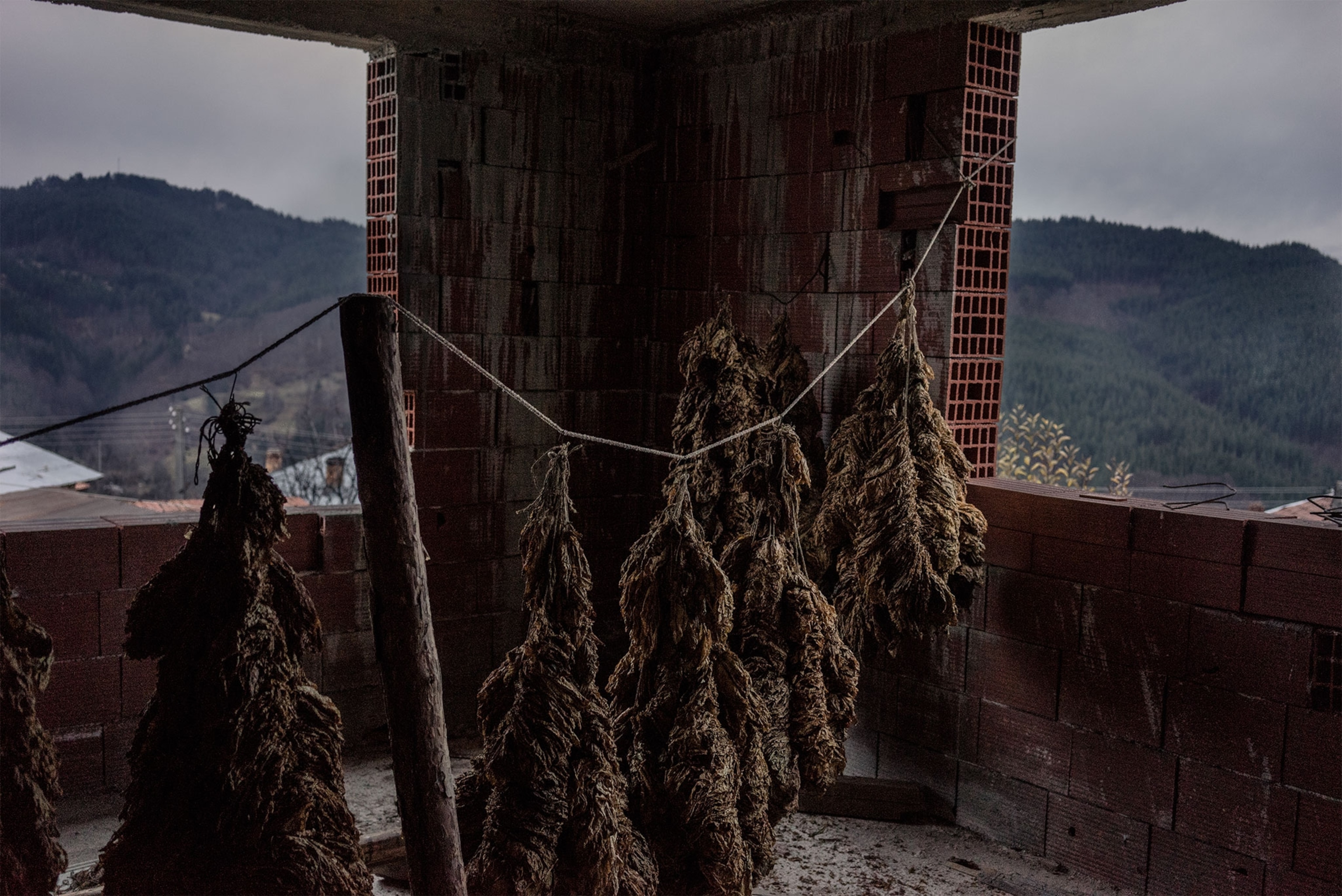 tobacco leaves drying
