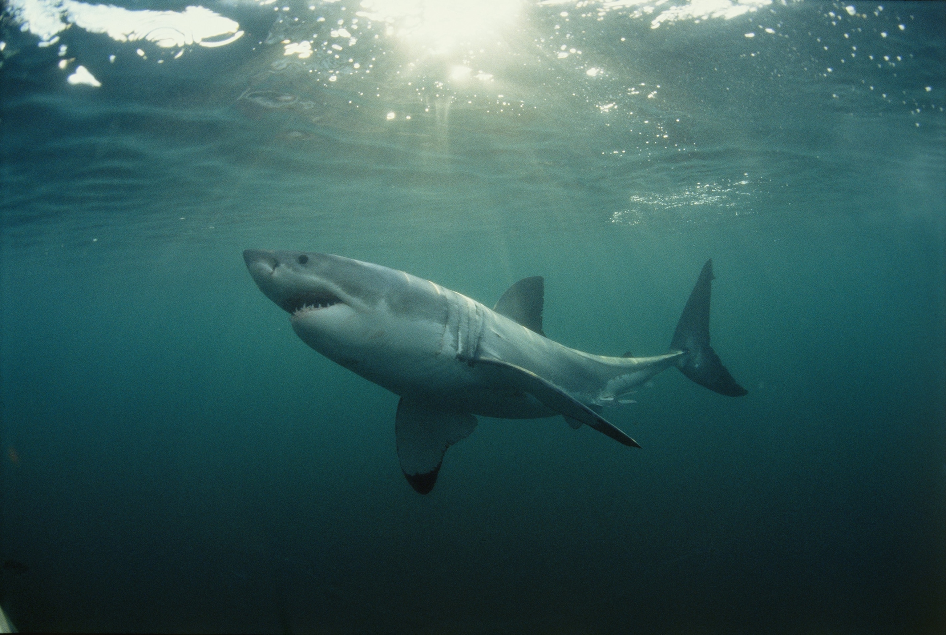 great white shark