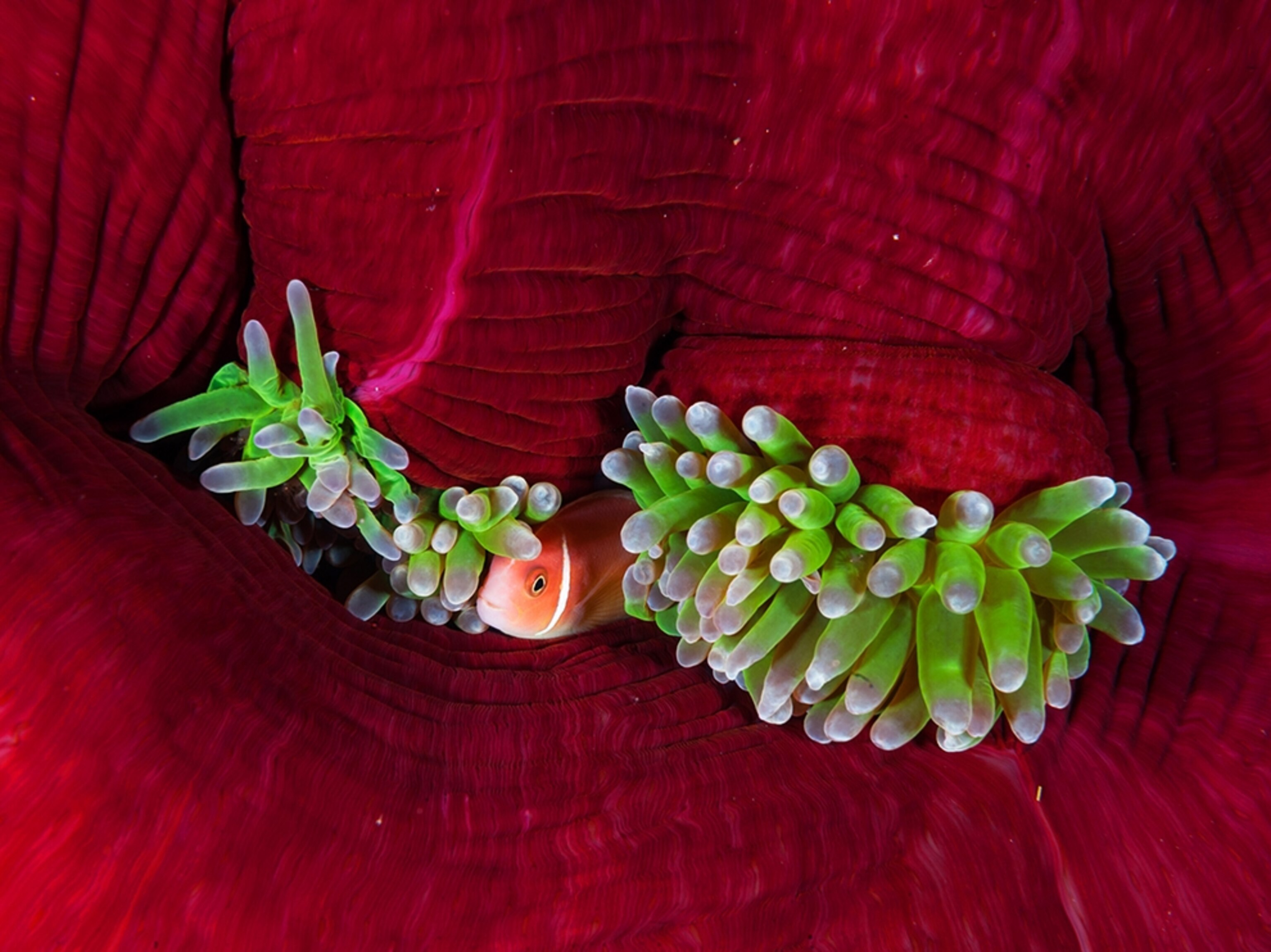 an anemonefish inside an anemone, Kimbe Bay, Papua New Guinea