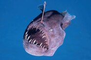 Scientists Capture Extremely Rare Footage Of A Black Seadevil Beauty Scientists Capture Extremely Rare Footage Of A Black Seadevil Beauty