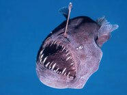 Meet The Newest walking Fish a Bright Red Creature Of The Deep Meet The Newest walking Fish a Bright Red Creature Of The Deep